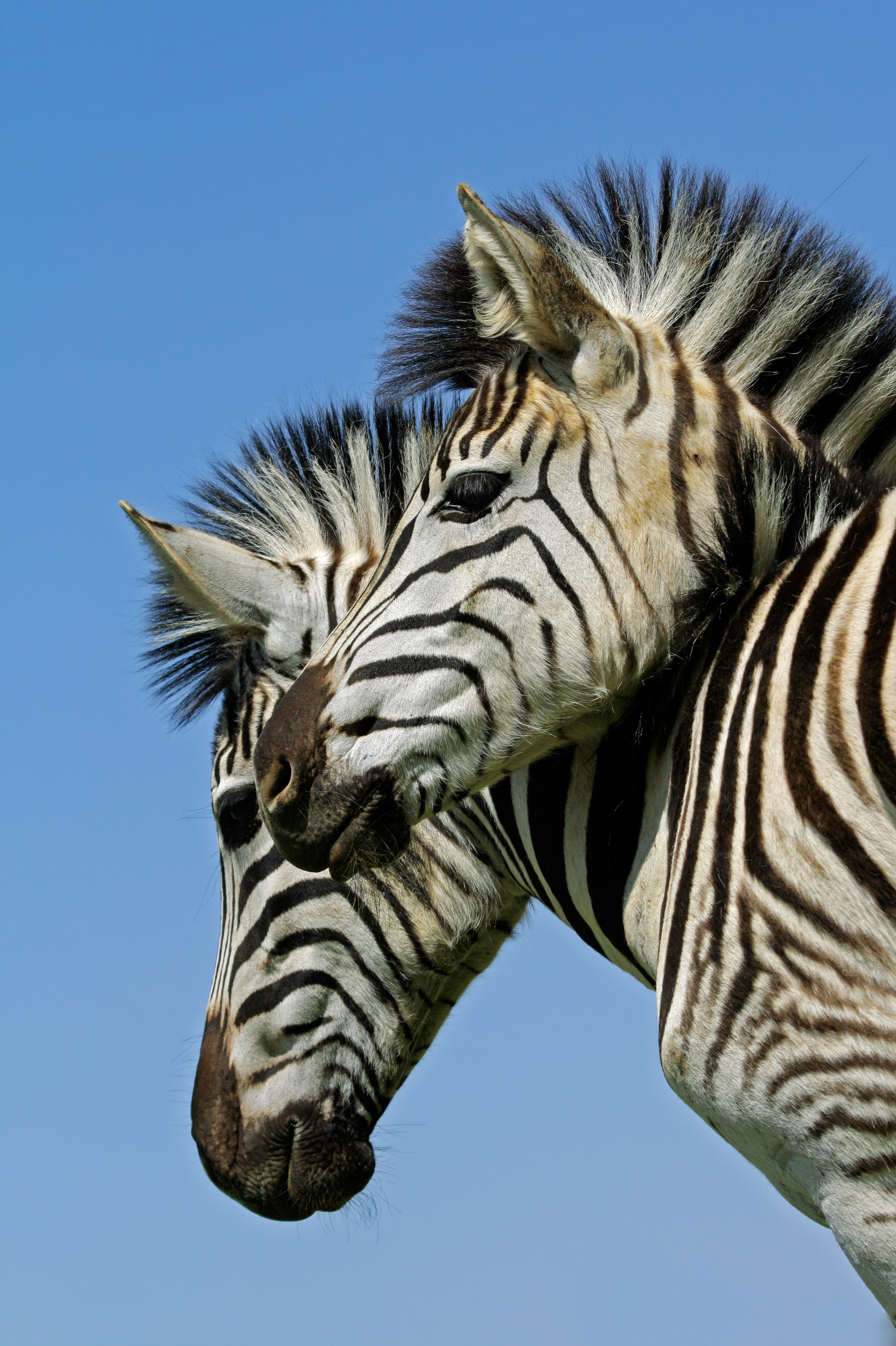 Safari zebraer i sydafrikansk nationalpark - autentisk wildlife oplevelse