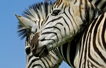 Safari zebraer i sydafrikansk nationalpark - autentisk wildlife oplevelse