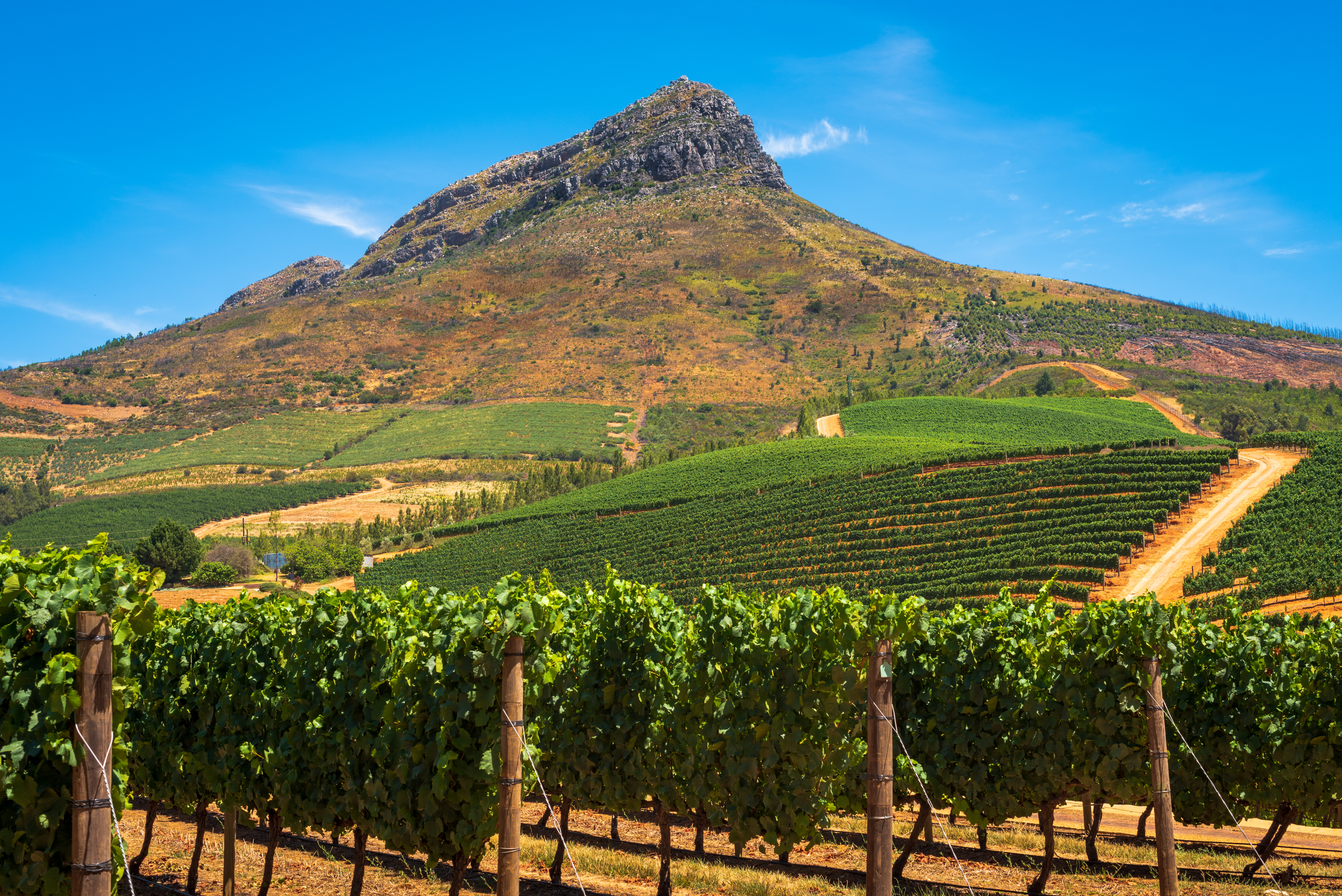 Frodige vinmarker i Stellenbosch vindistrikt med imponerende bjerg og solrig blå himmel i Sydafrika