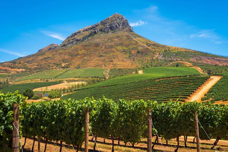 Frodige vinmarker i Stellenbosch vindistrikt med imponerende bjerg og solrig blå himmel i Sydafrika