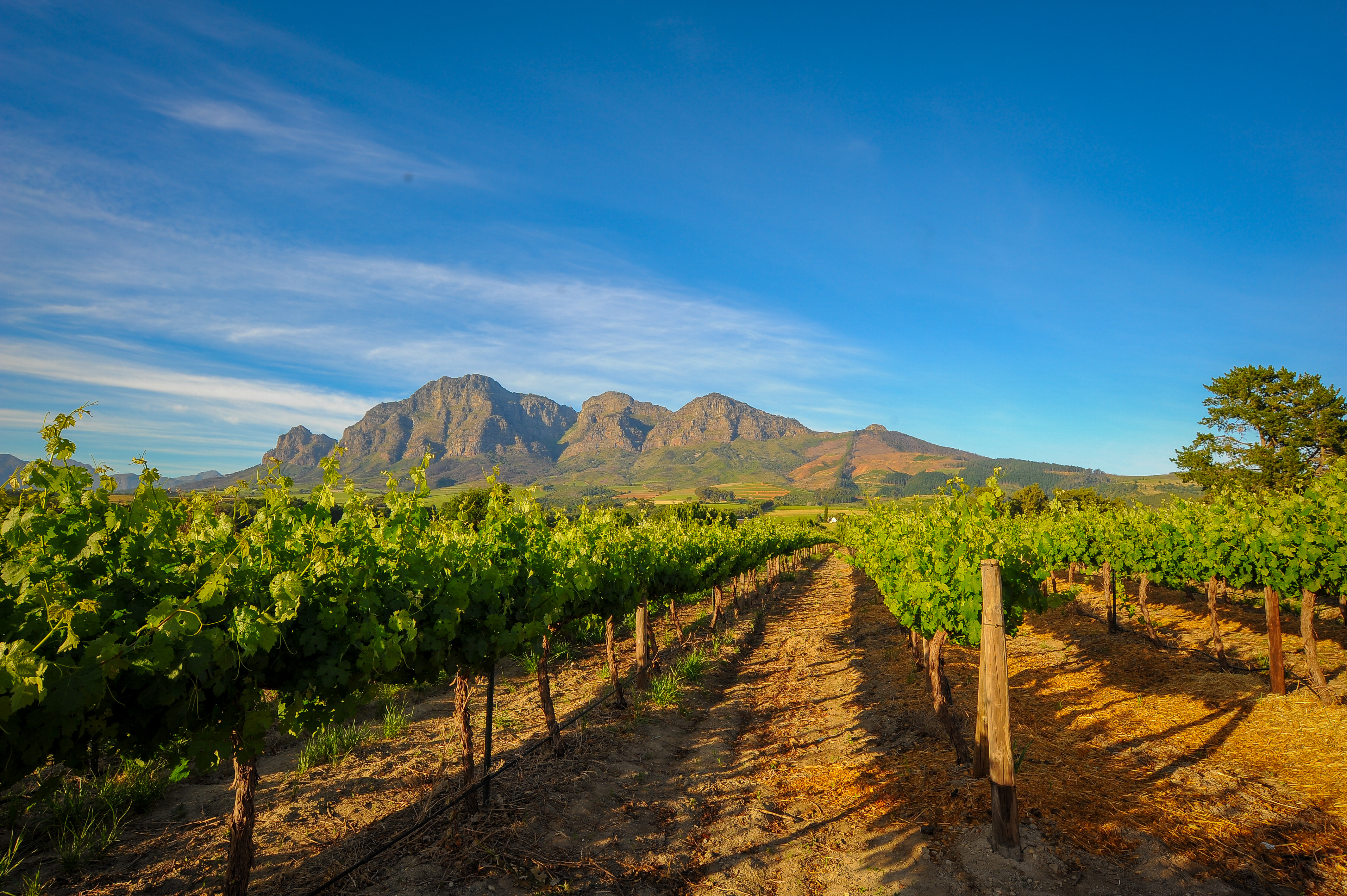 Frodig vinmark i Stellenbosch med imponerende bjergkæde og skyfri himmel i Western Cape, Sydafrika