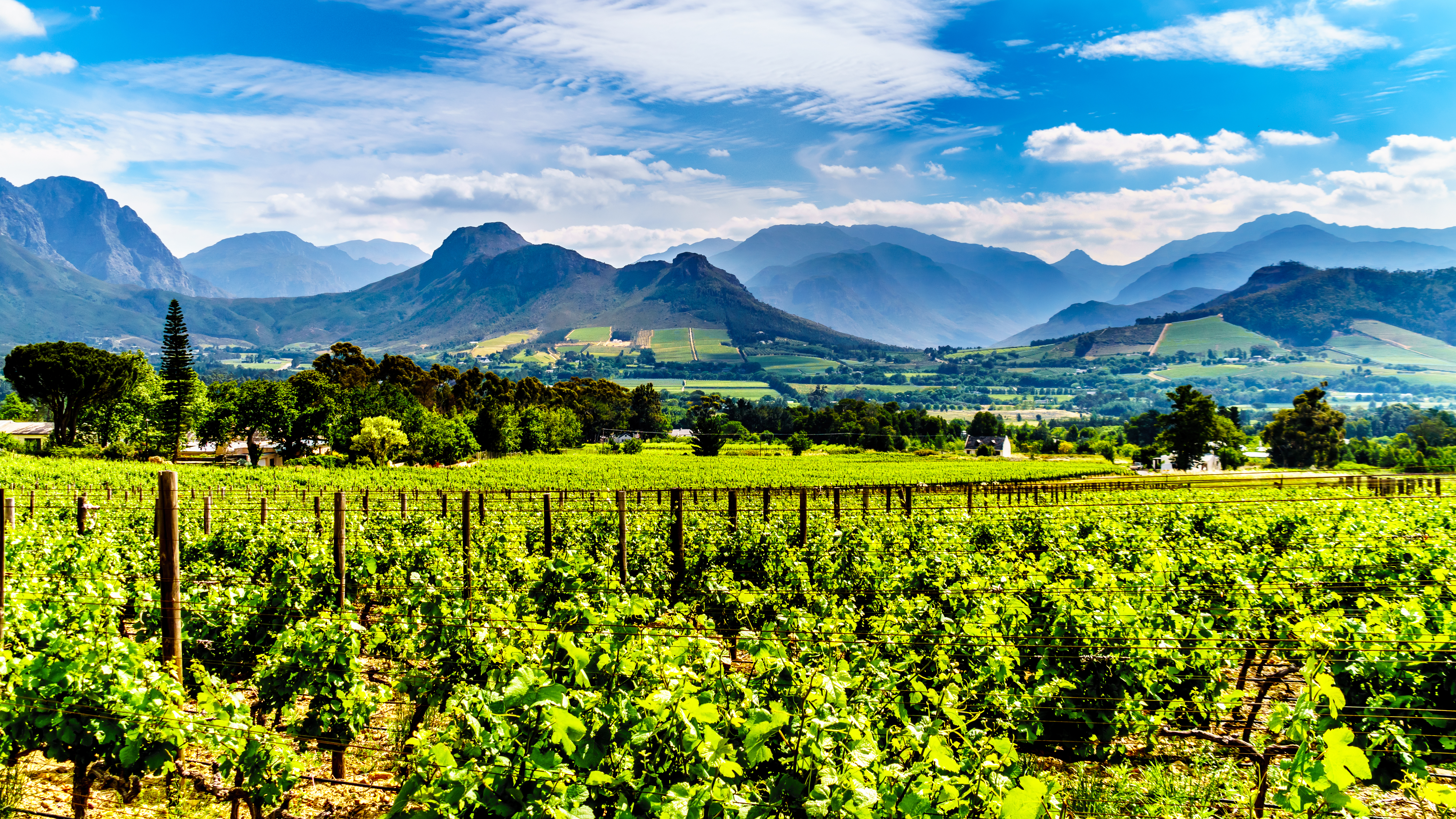 Idylliske vinmarker i Cape Winelands med dramatiske Drakenstein-bjerge i baggrunden, Franschhoek-dalen i Sydafrika