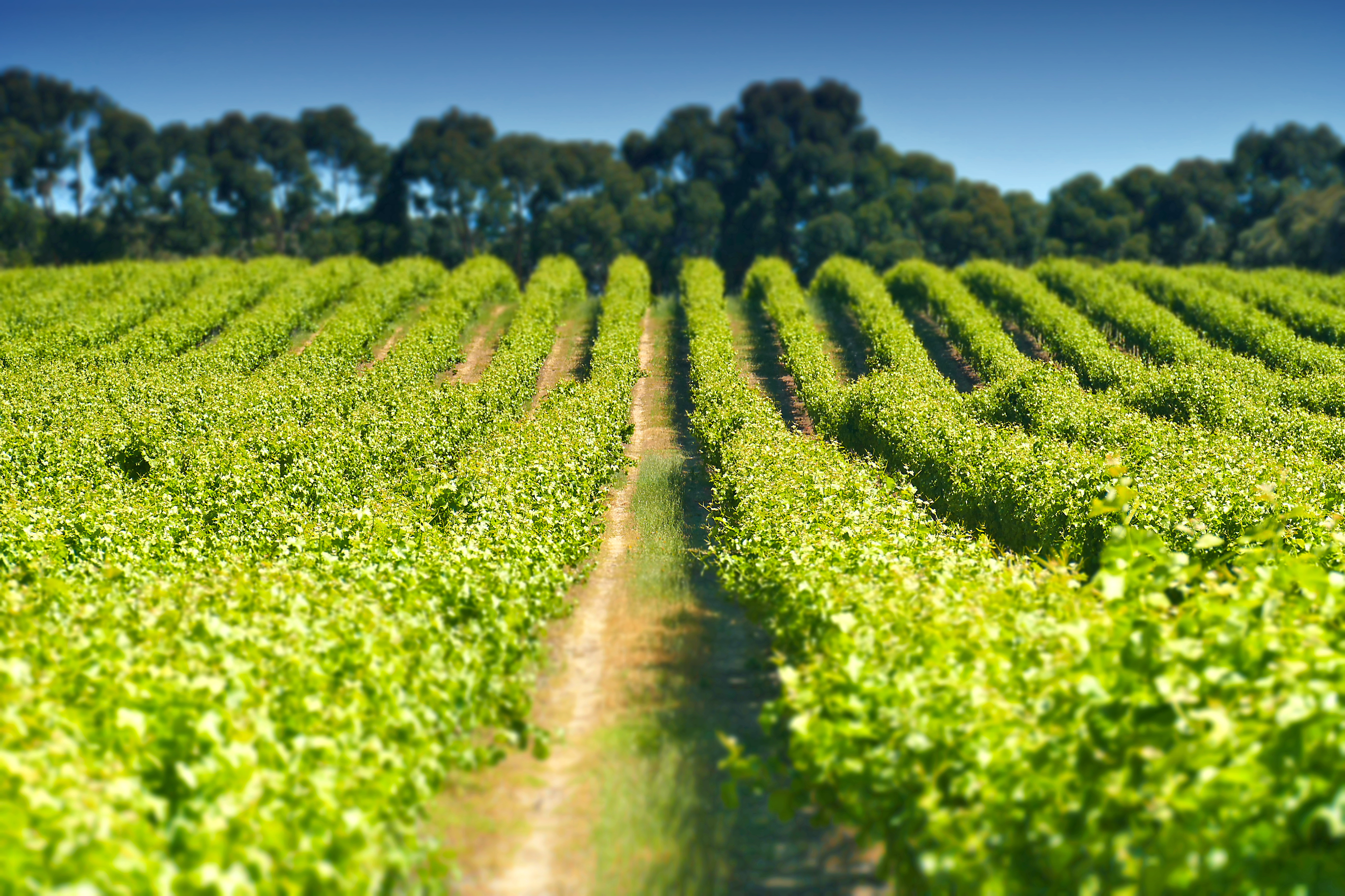 Frodig australsk vingård med lange grønne vinrækker i Coonawarra regionen, South Australia