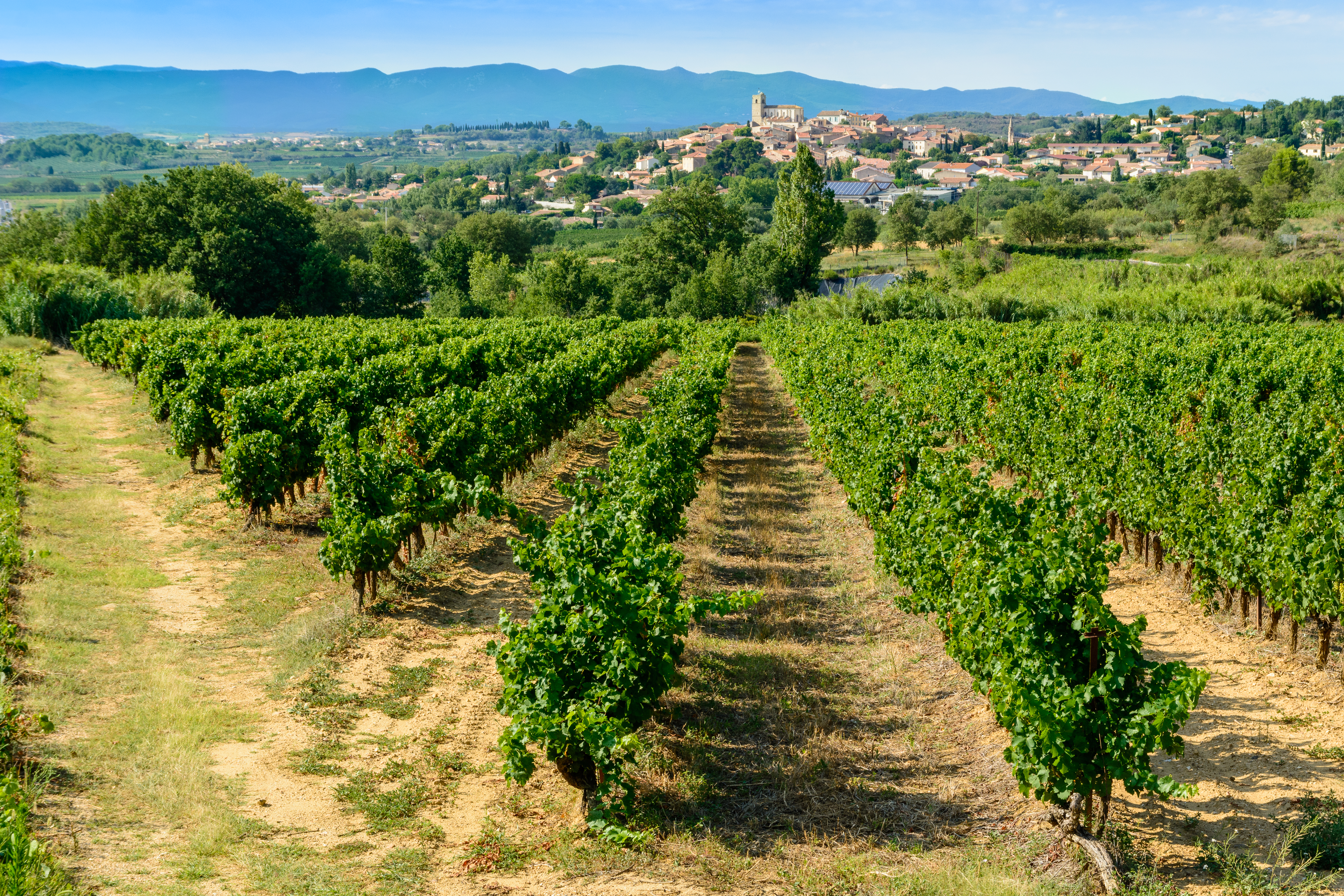 Stemningsfulde vinmarker i Languedoc-Roussillon i Sydfrankrig med grønne vinranker og panoramaudsigt til landsby og bjerge om sommeren