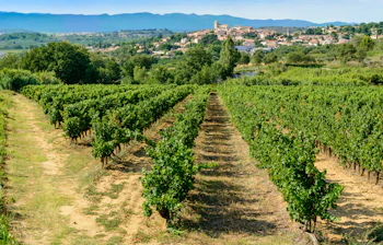 Stemningsfulde vinmarker i Languedoc-Roussillon i Sydfrankrig med grønne vinranker og panoramaudsigt til landsby og bjerge om sommeren
