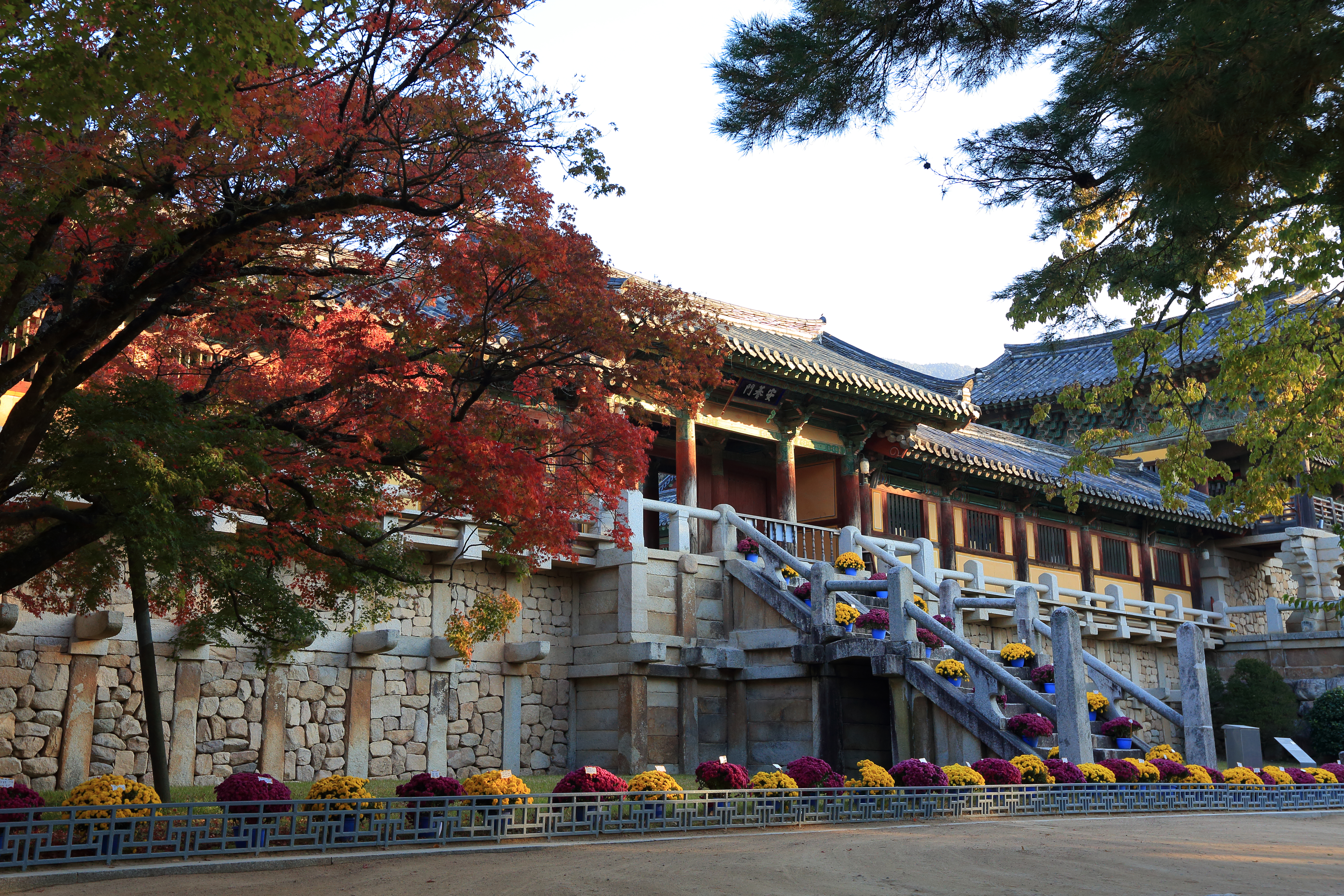 Det UNESCO-listede Bulguksa Tempel badet i efterårets gyldne lys og omgivet af røde efterårsblade i historiske Gyeongju, Sydkorea, et perfekt eksempel på traditionel koreansk tempelarkitektur