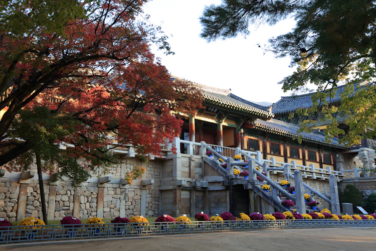 Det UNESCO-listede Bulguksa Tempel badet i efterårets gyldne lys og omgivet af røde efterårsblade i historiske Gyeongju, Sydkorea, et perfekt eksempel på traditionel koreansk tempelarkitektur