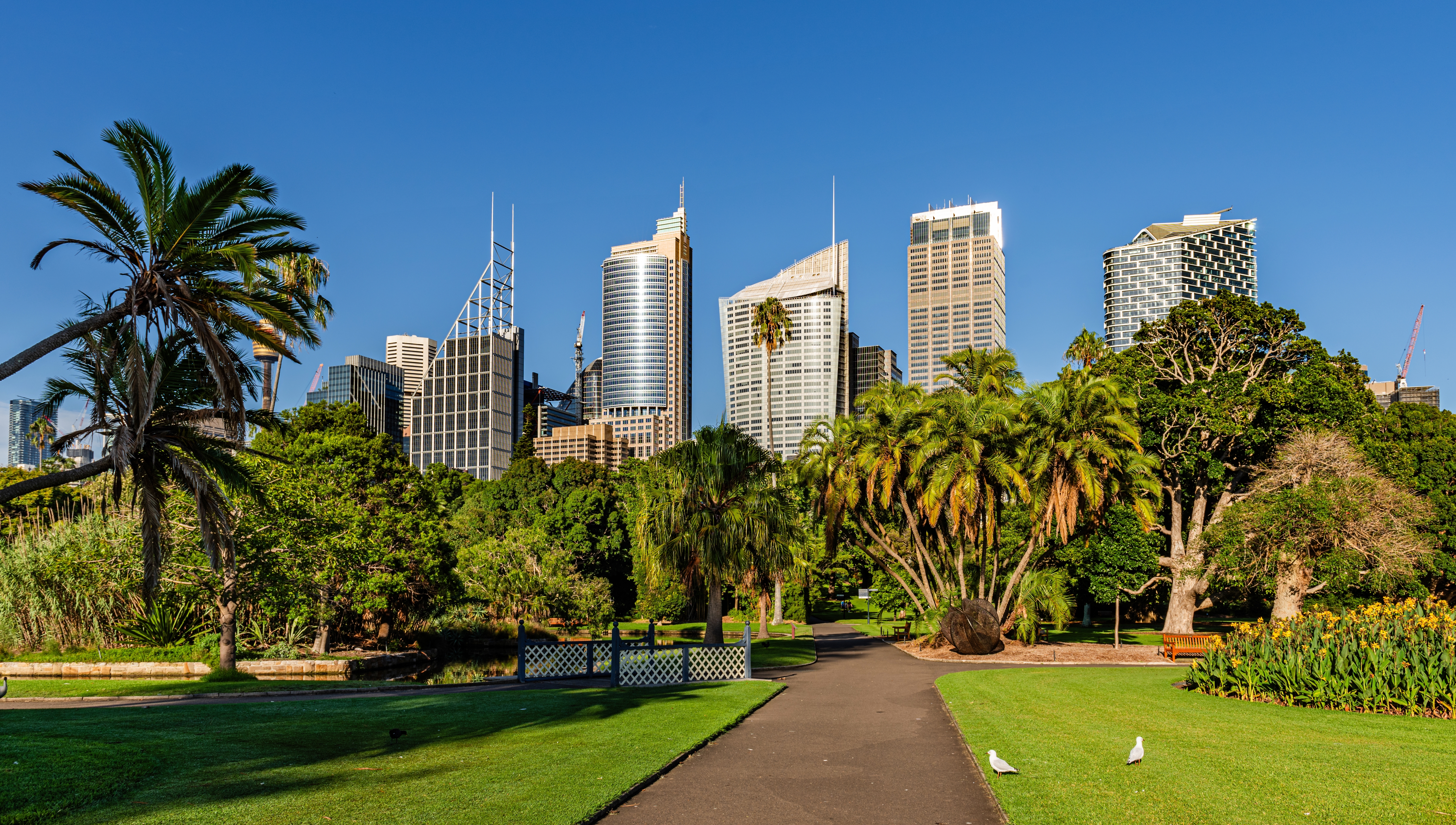 Sydney finanskvarter set fra Royal Botanic Gardens med palmer og grønne områder
