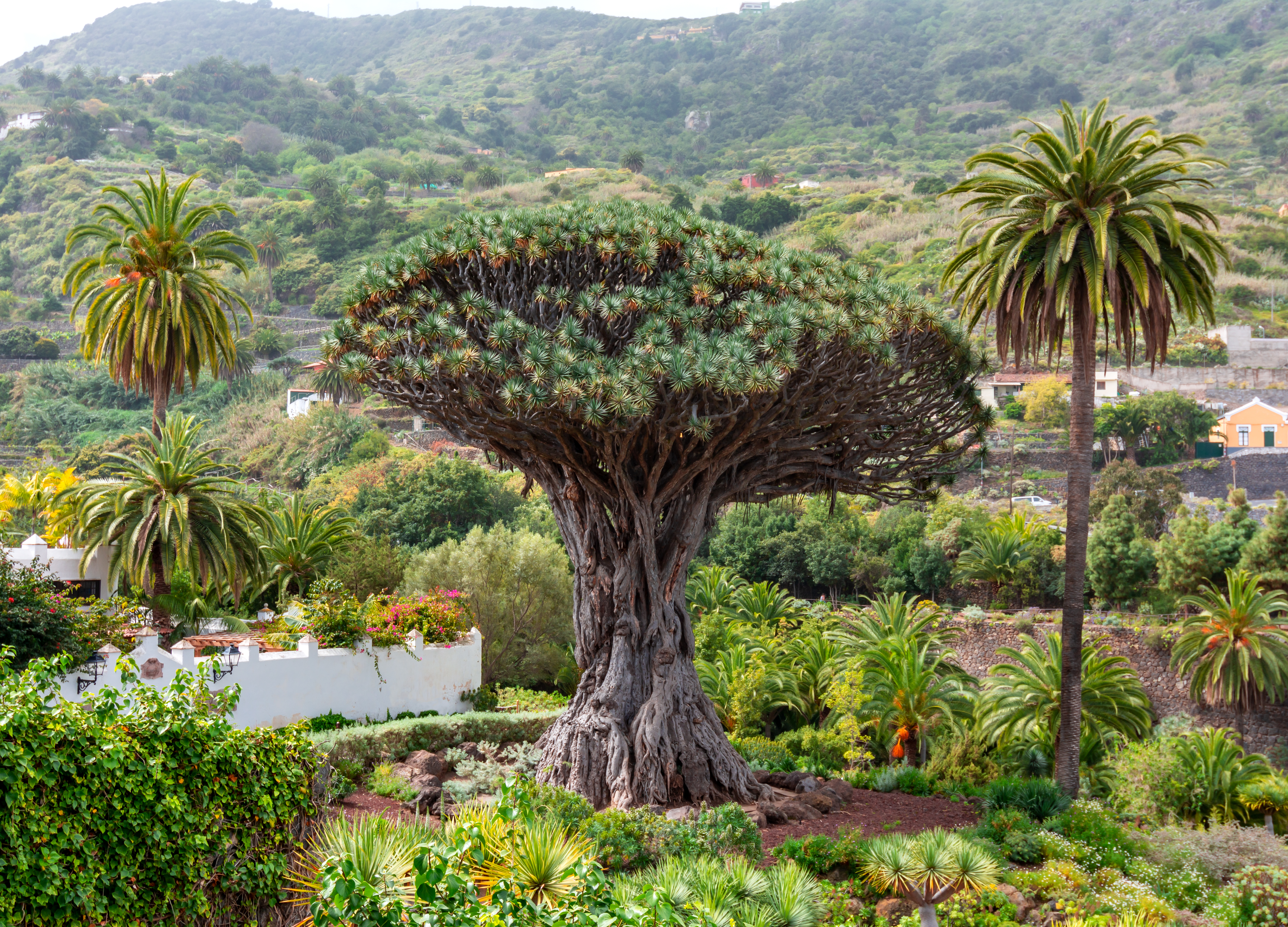 Eksotisk dragetræ i tropisk have på Tenerife Spanien