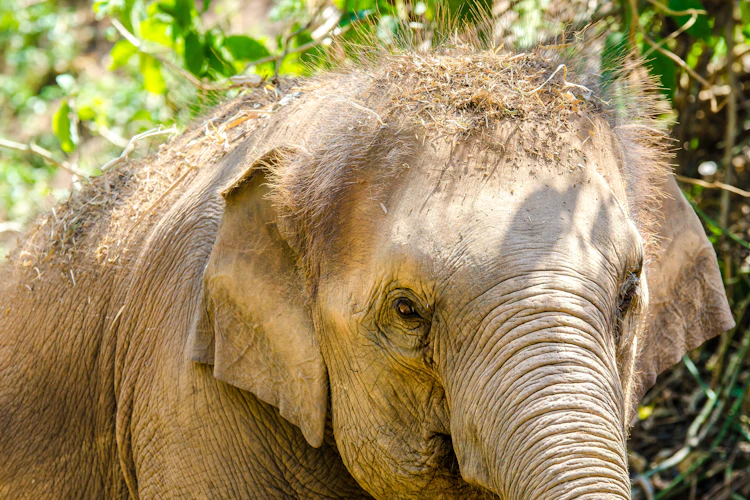 Thai elefant i sanctuary naturpark under eksotisk rejse til Thailand