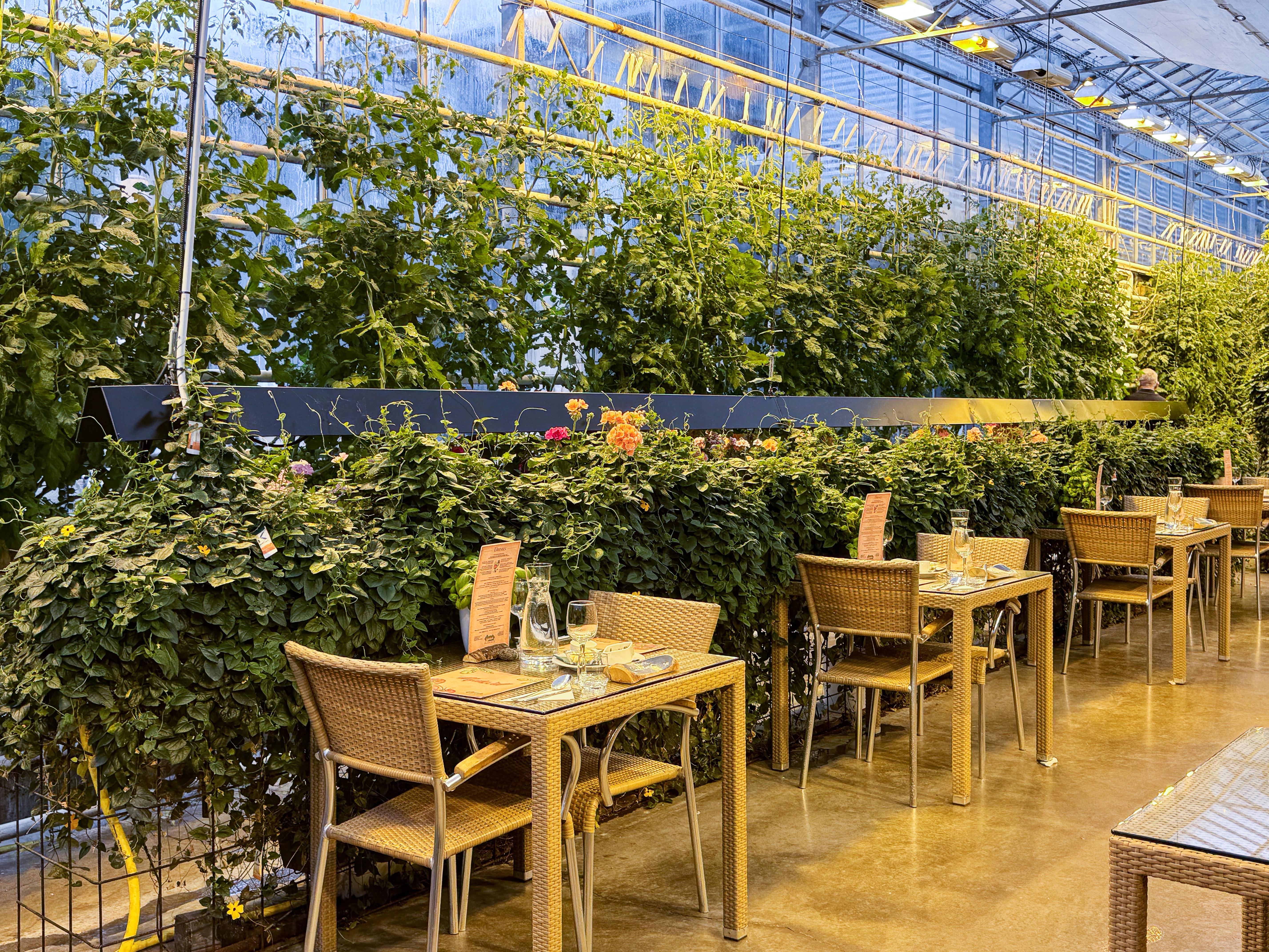 Hyggelig drivhusrestaurant på Fridheimar Tomatfarm nær Thingvellir Nationalpark på Island med kurvestole, dækkede borde og tomatplanter i loftet