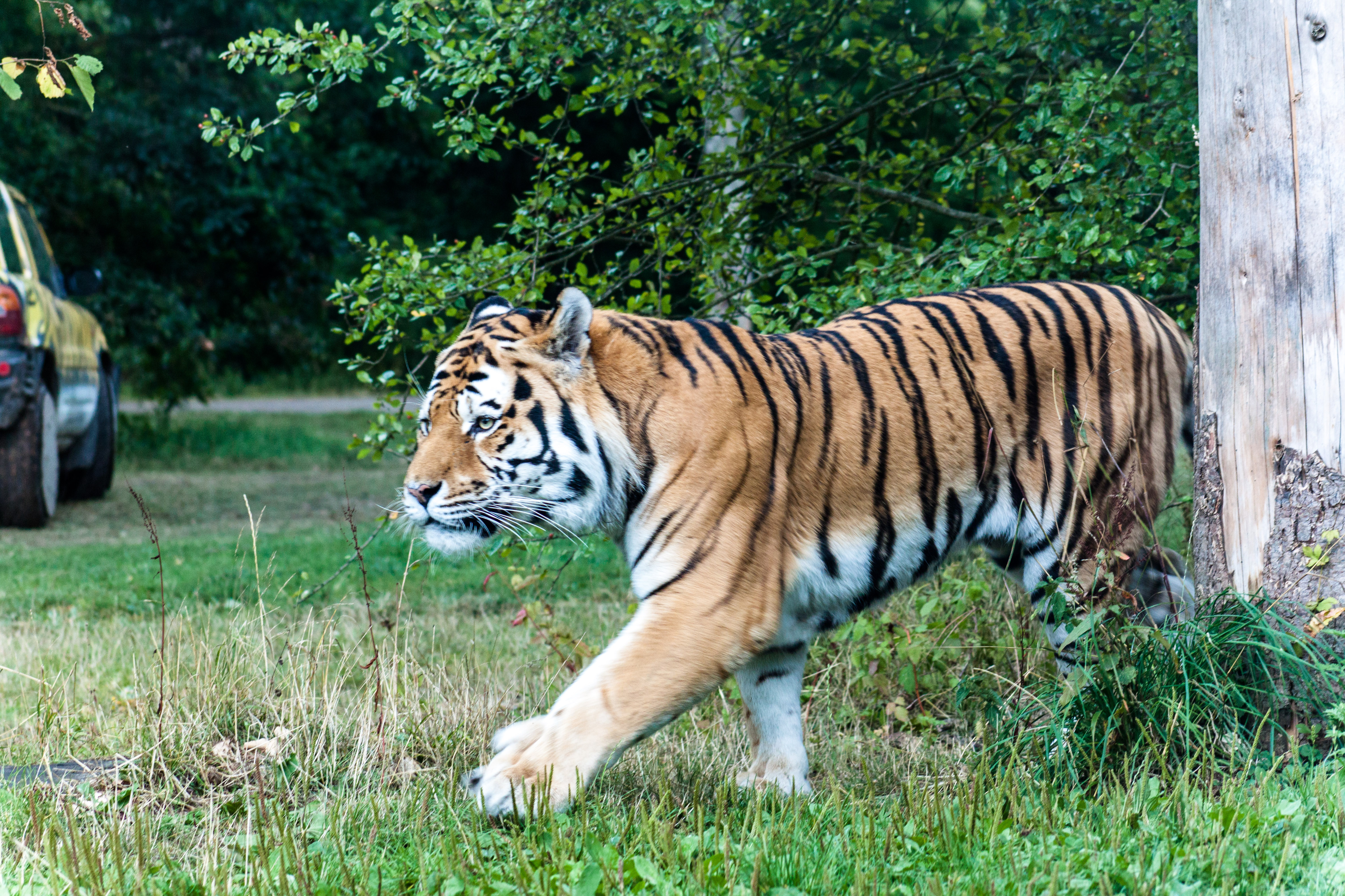 Smuk og kraftfuld tiger på vandring gennem grønne omgivelser i Knuthenborg Safari Park