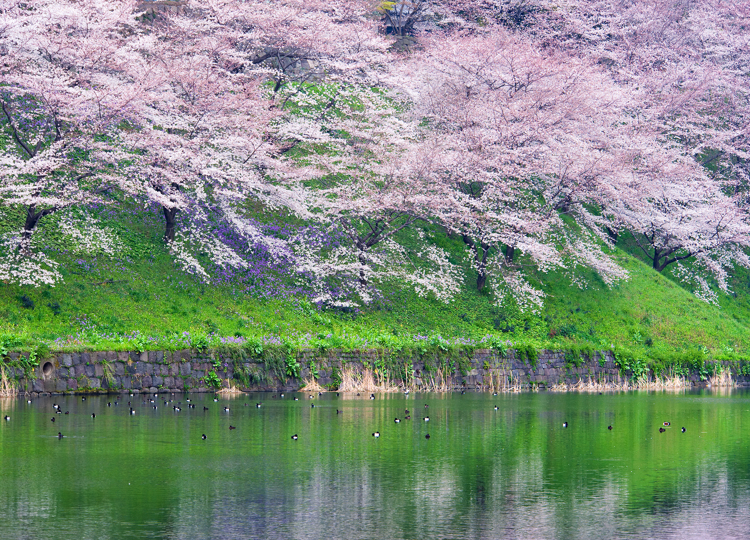Tokyo sakura blomstring ved vandet med smukke refleksioner og ænder under den japanske forårsfestival