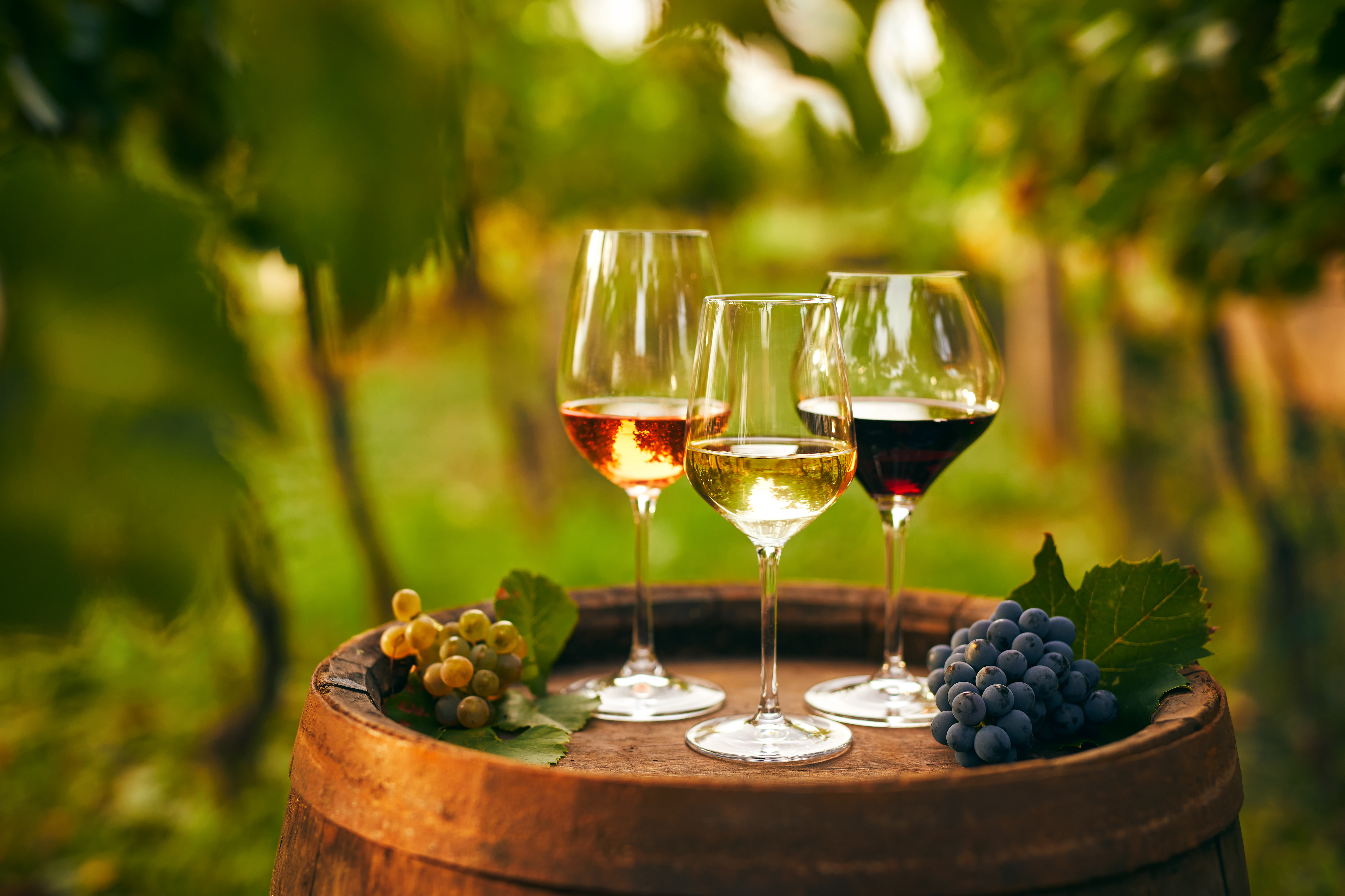 Toscana vinoplevelse med smagning af rød, hvid og rosé vin i autentisk vingård