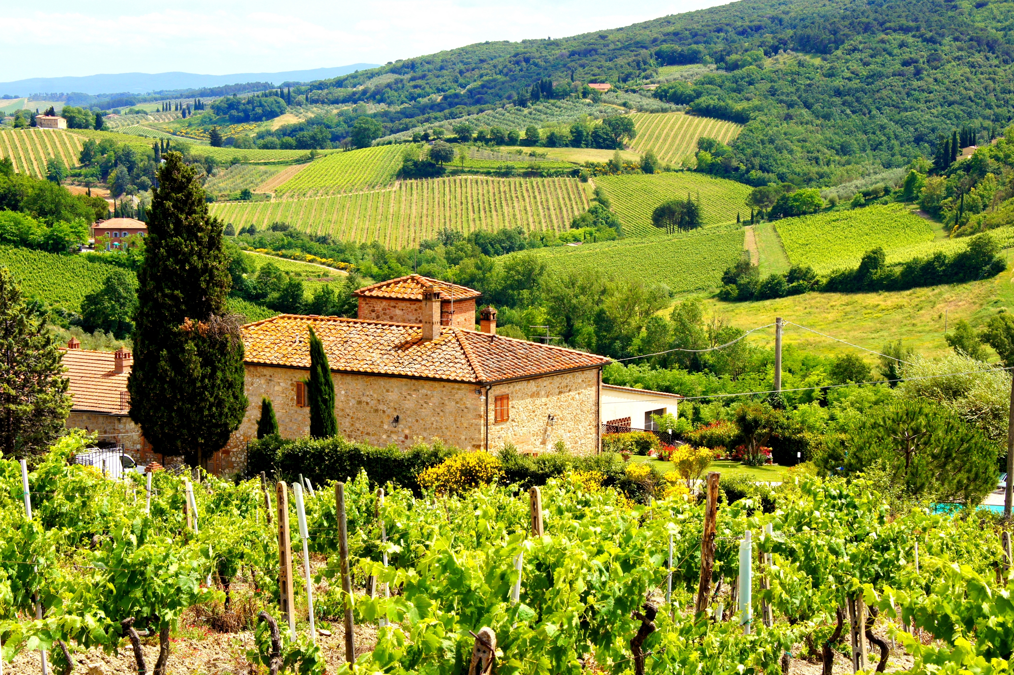 Fascinerende udsigt gennem grønne vinmarker til et traditionelt toscansk stenhus i det bakkede landskab, et typisk sceneri fra Italiens berømte vinregion Toscana, hvor vinproduktion og landlig skønhed går hånd i hånd