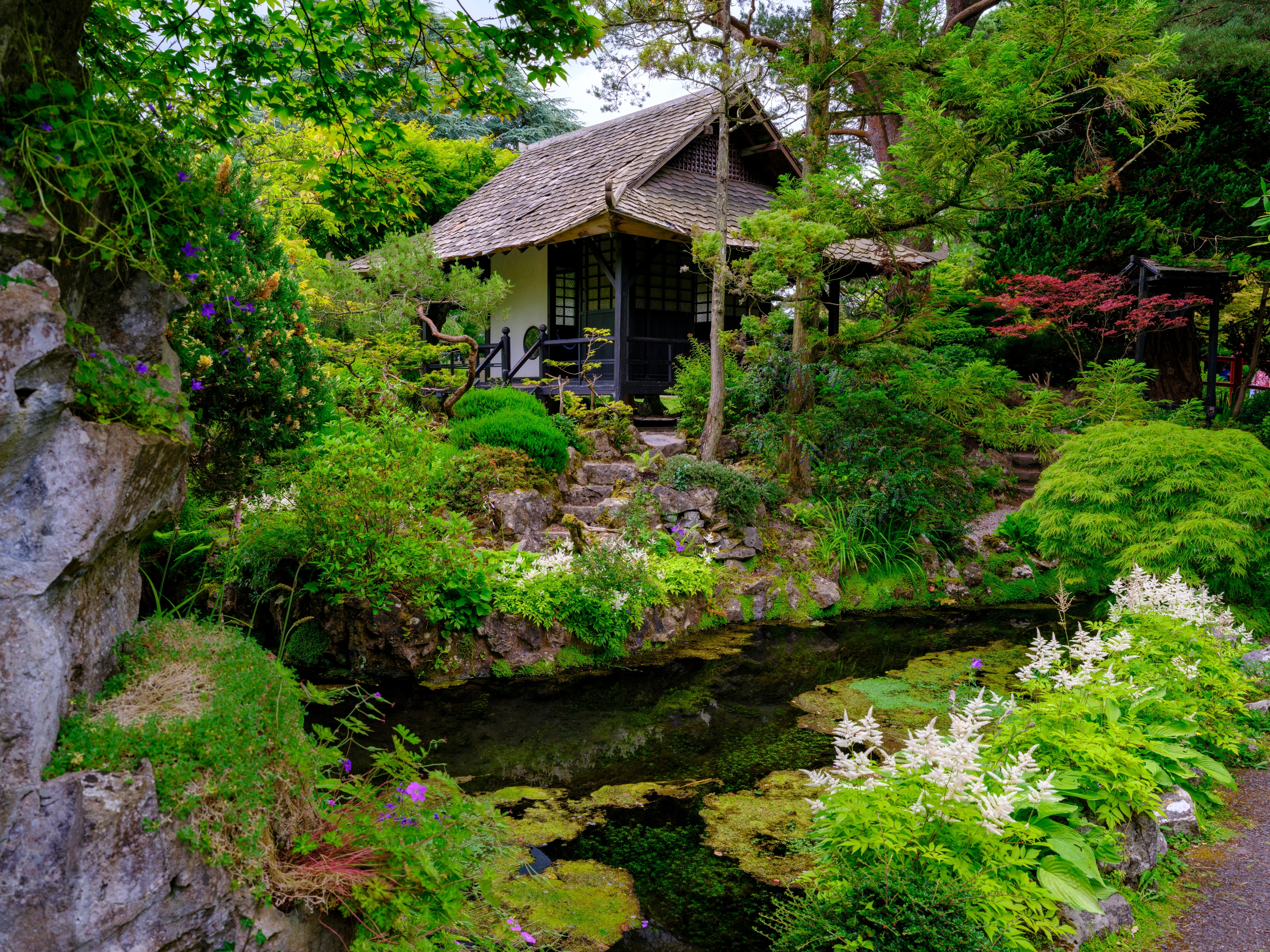 Smukt japansk landskabsdesign med træ-tehus, naturlig stenhave og dam omgivet af frodige grønne planter