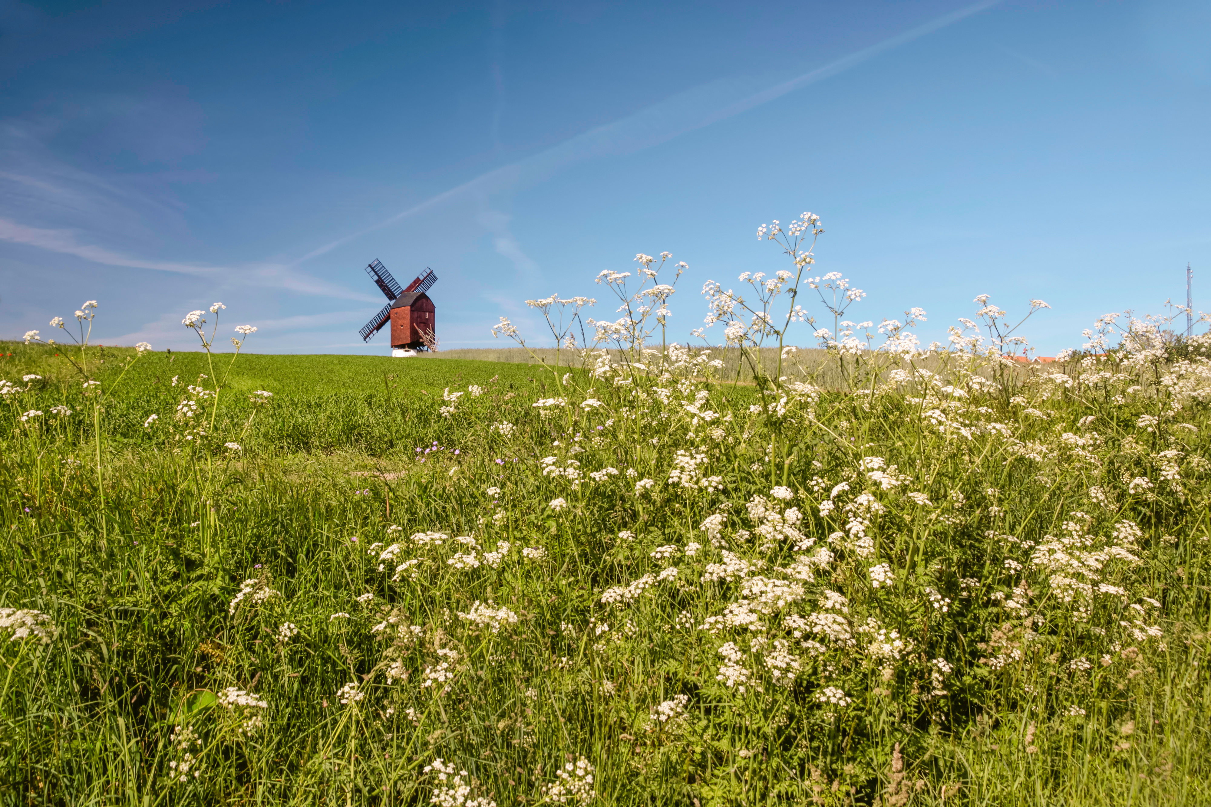 Traditionel dansk vindmølle på bakke med landbrugsmarker og blomstervæng