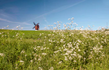 Traditionel dansk vindmølle på bakke med landbrugsmarker og blomstervæng