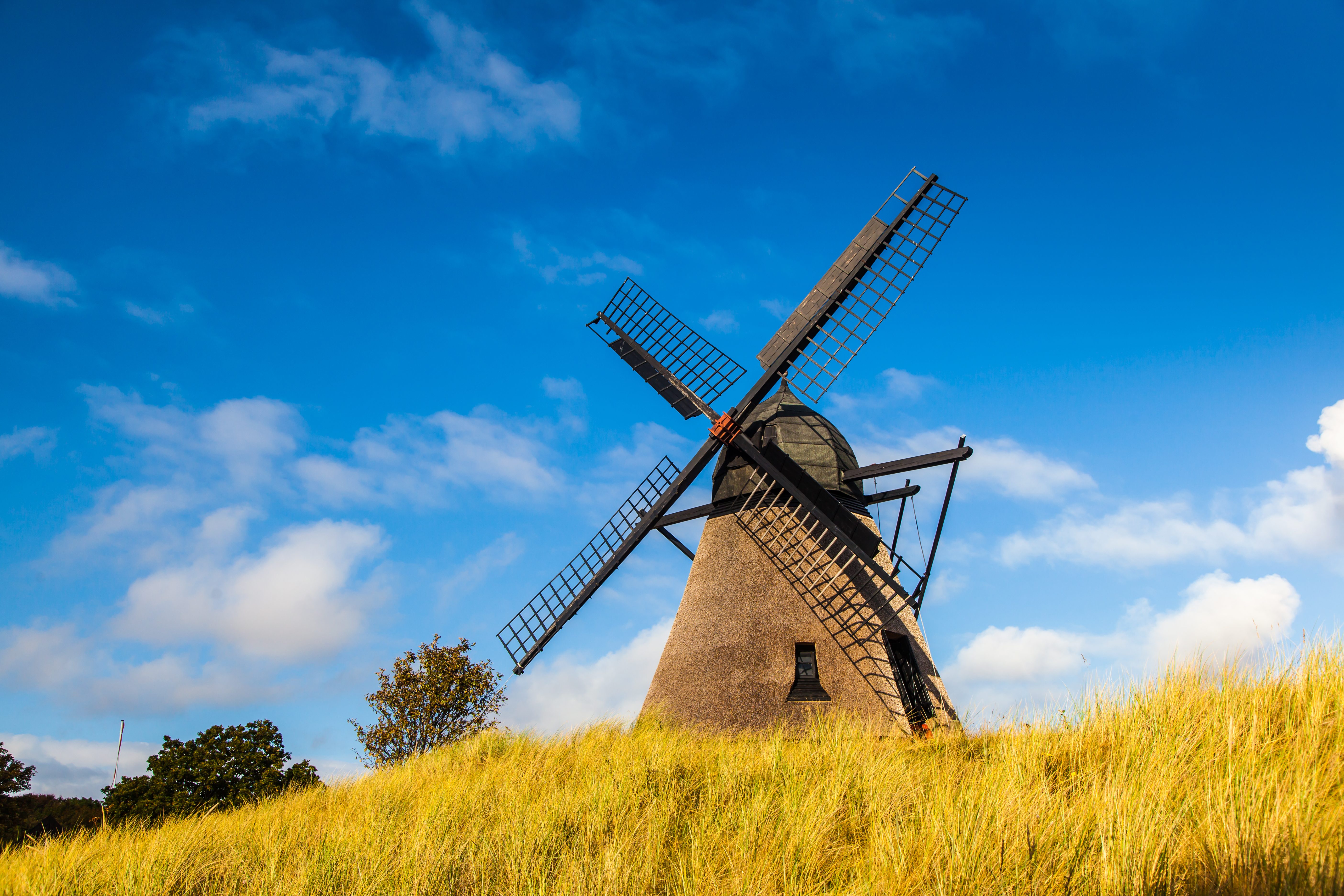Traditionel vindmølle mellem gult korn under klar blå himmel