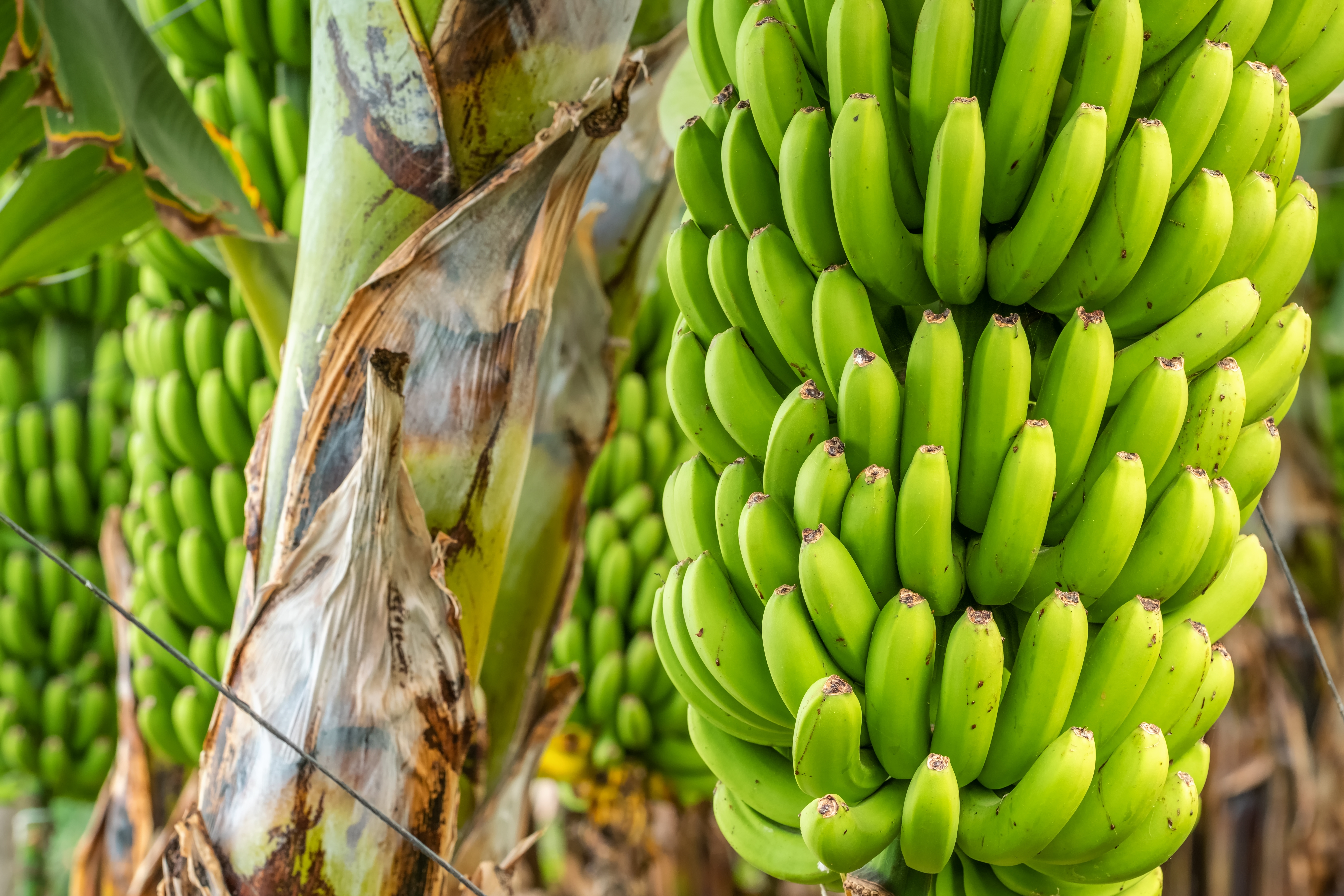 Tropisk bananhøst på plantage i Spanien på De Kanariske Øer