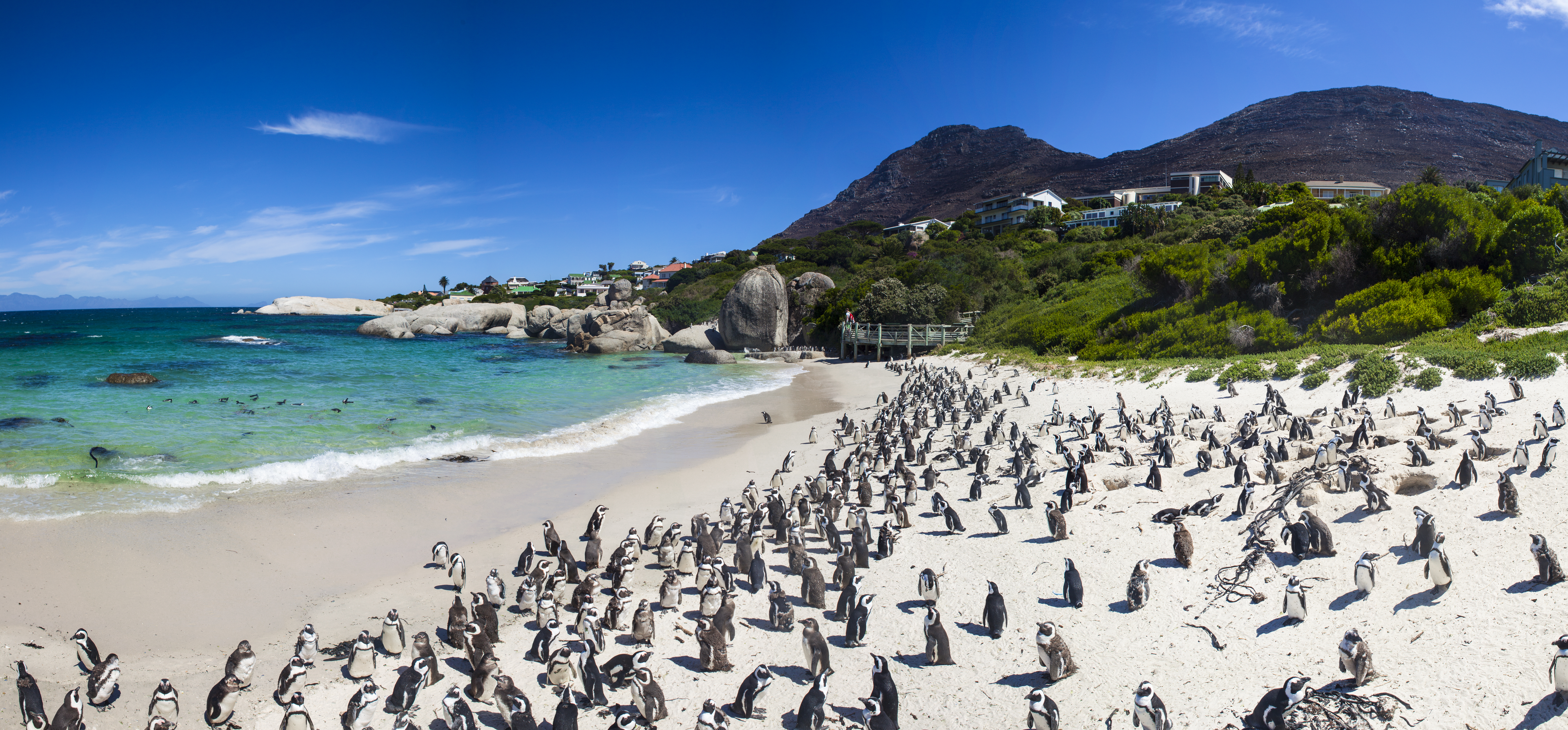 Truede afrikanske pingviner i deres naturlige miljø på Boulders Beach, Cape Town - en uforglemmelig oplevelse i Sydafrika