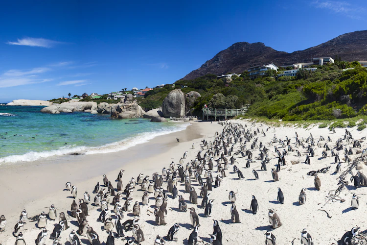 Truede afrikanske pingviner i deres naturlige miljø på Boulders Beach, Cape Town - en uforglemmelig oplevelse i Sydafrika