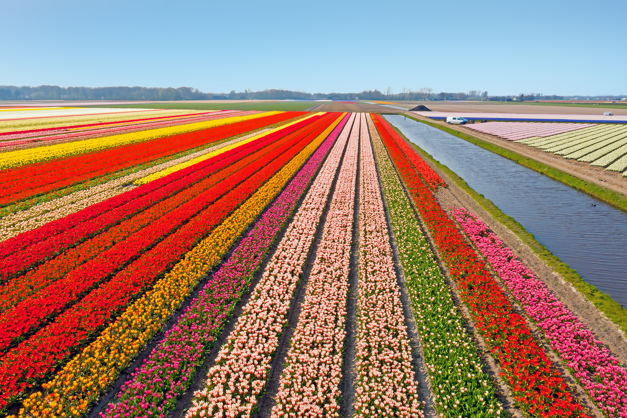 Vidunderlige tulipanmarker i Nederland med rainbow farver og perfekte rækker