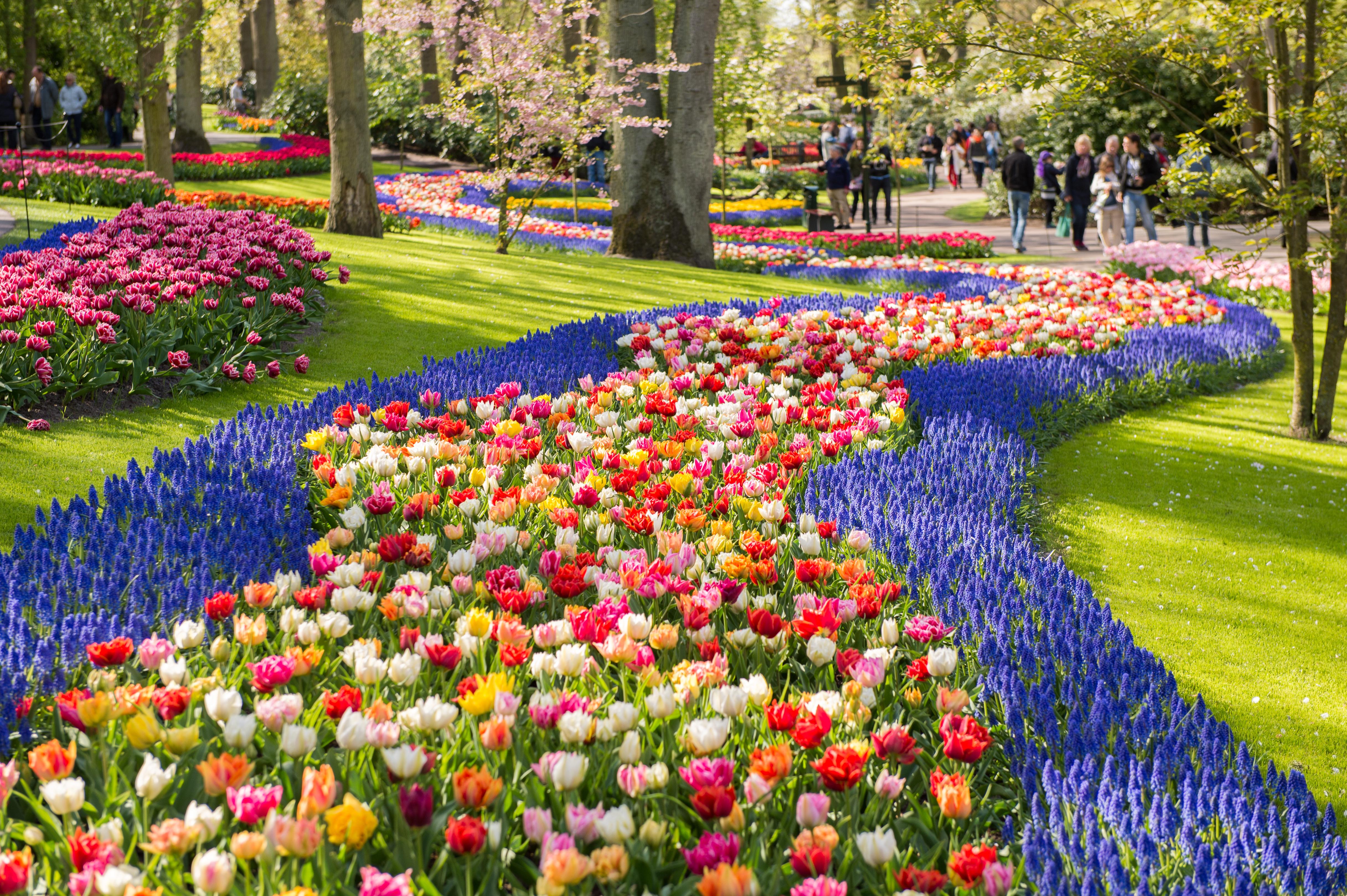 Farvestrålende tulipanbede i Keukenhof blomsterpark i Holland med geometriske mønstre af røde, gule, pink og lilla blomster, der skaber en overvældende forårsoplevelse under en klar blå himmel
