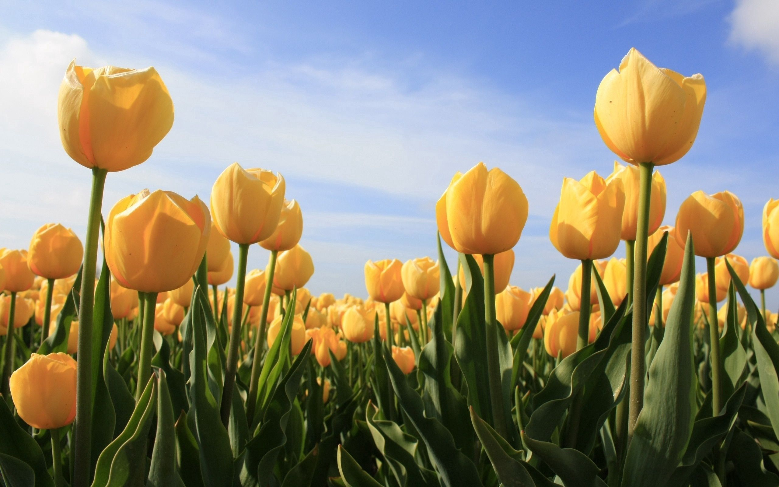 Vidstrakt mark med gule tulipaner i fuld blomst i Holland med skyfri blå himmel