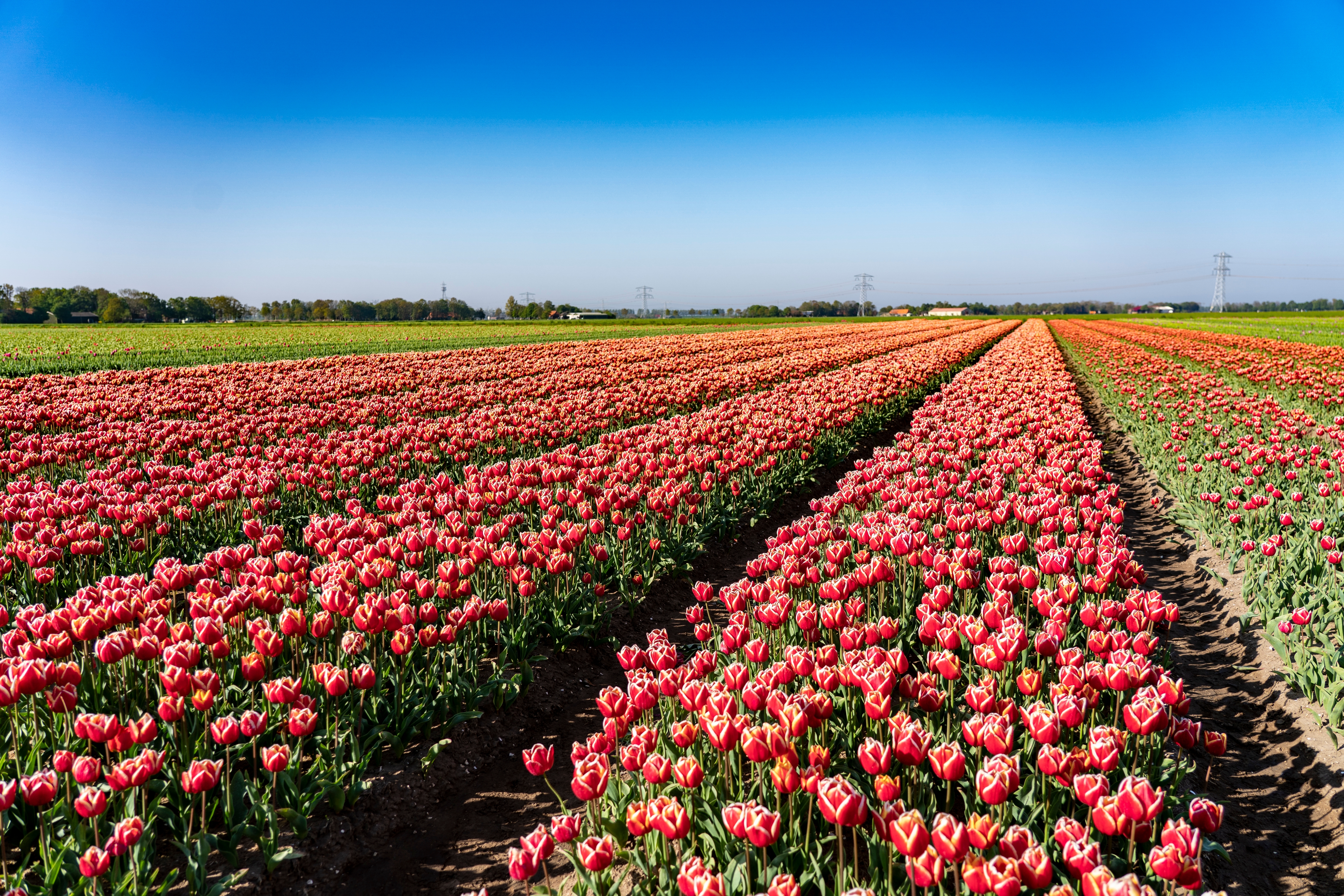 Spektakulære tulipanmarker i Nederland med tusindvis af røde tulipaner