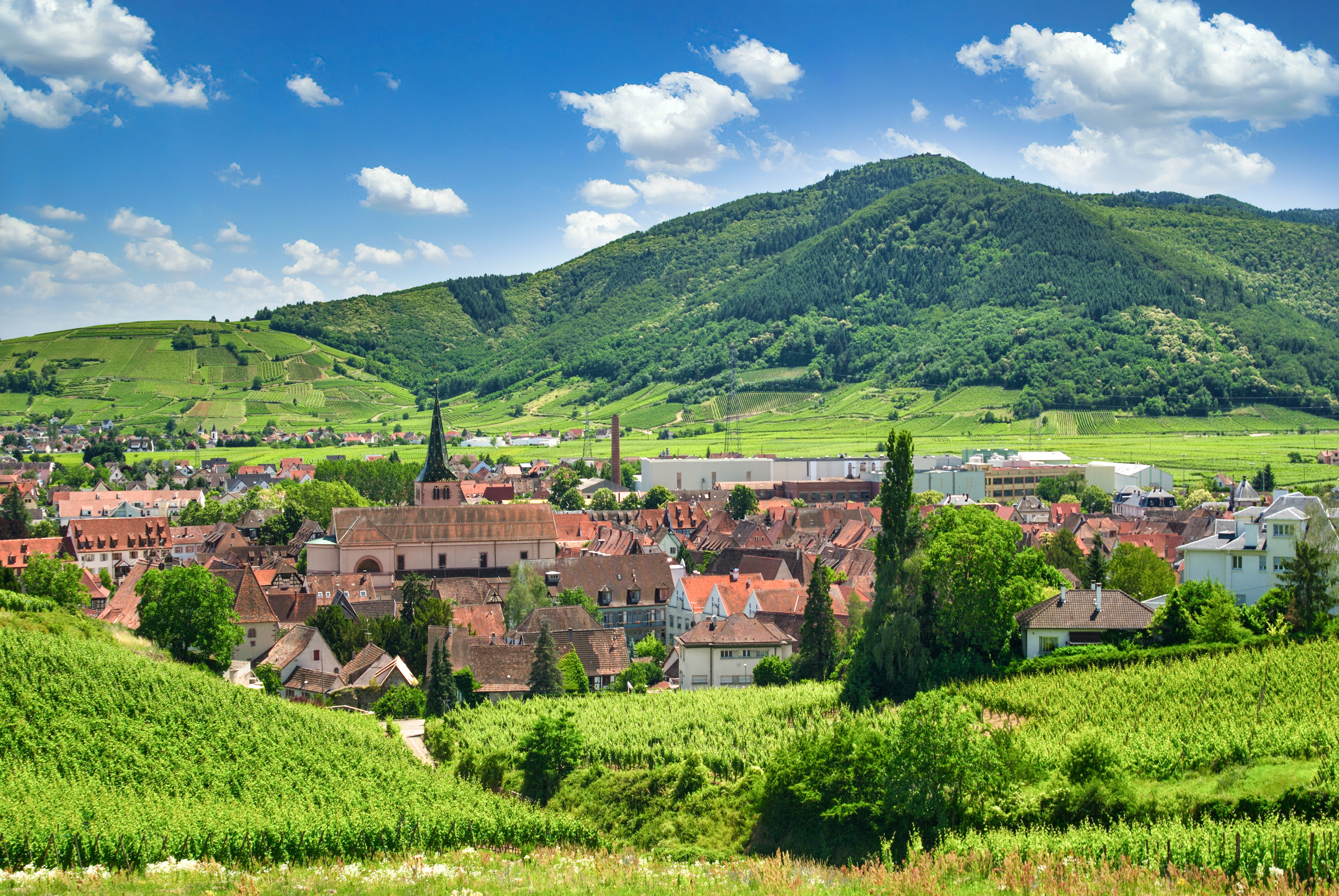 Pittoresk landsby Turckheim i Alsace omgivet af frodige vinmarker og de skovklædte Vogeserbjerge i Frankrig