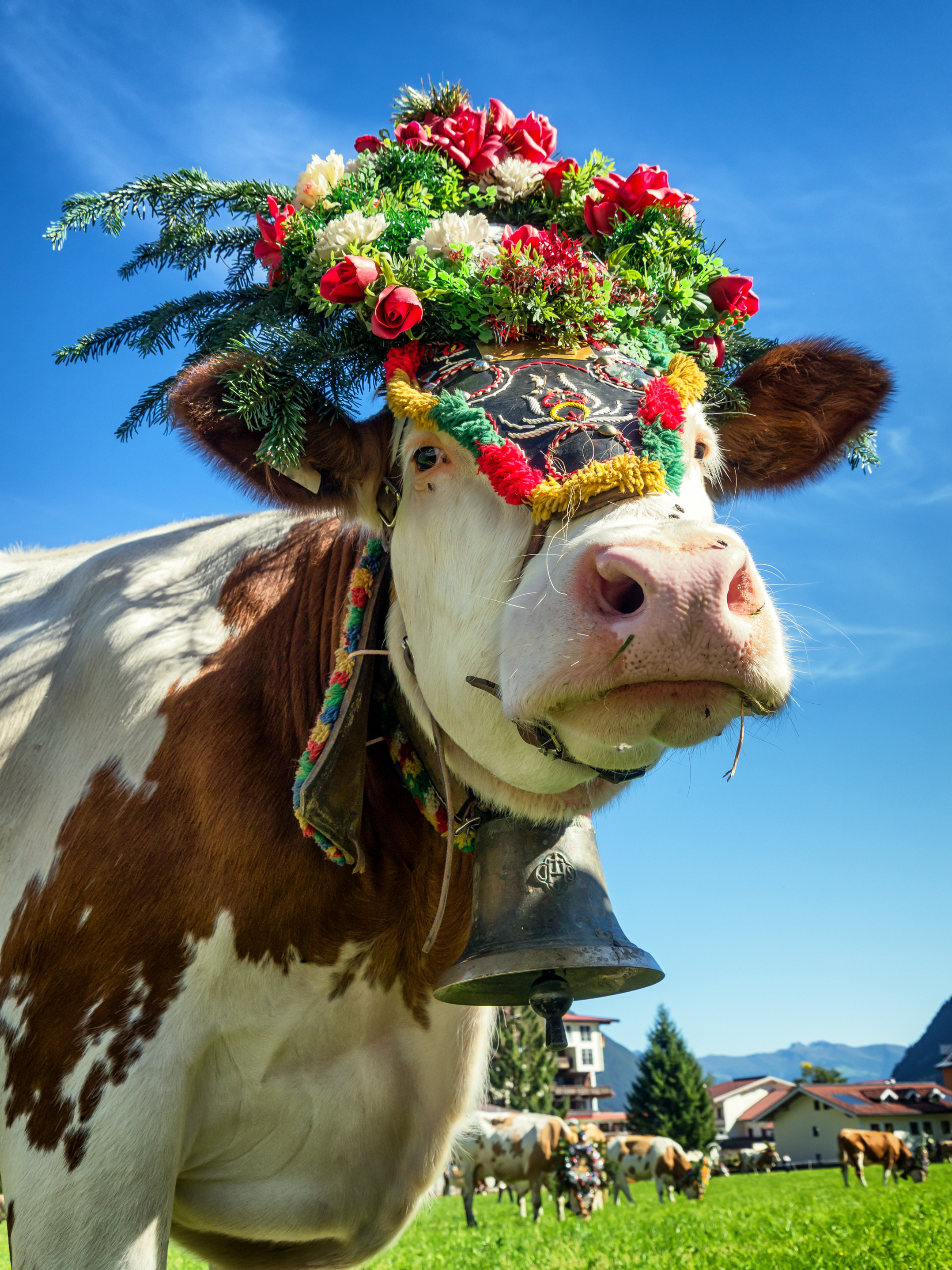 Tyrolsk ko med stor blomsterkrans og kobjælde på grøn alpeng under bjergfest