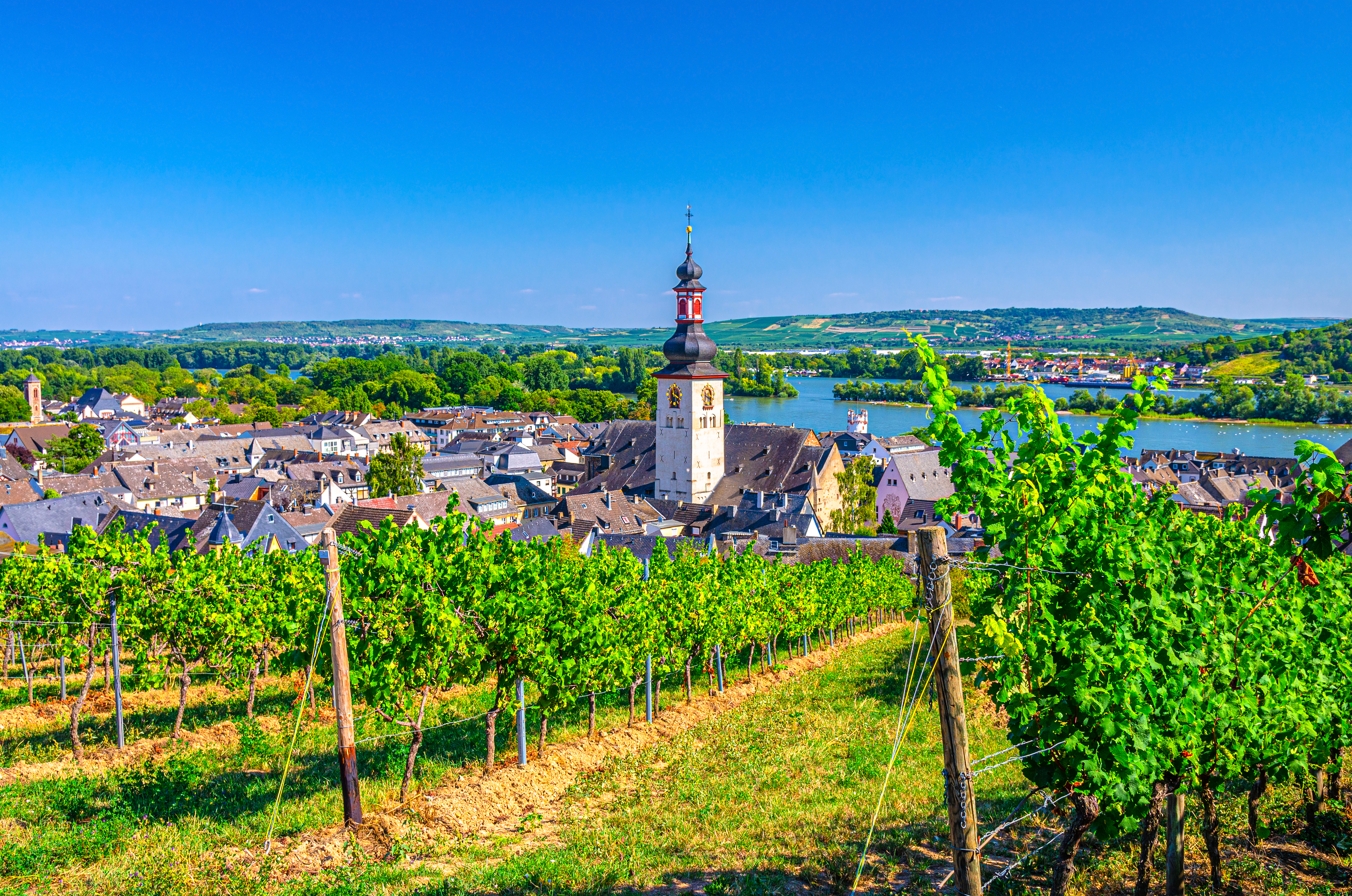 Idyllisk vingårdslandskab med udsigt til Rüdesheim og Rhinen i Tyskland