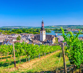 Idyllisk vingårdslandskab med udsigt til Rüdesheim og Rhinen i Tyskland