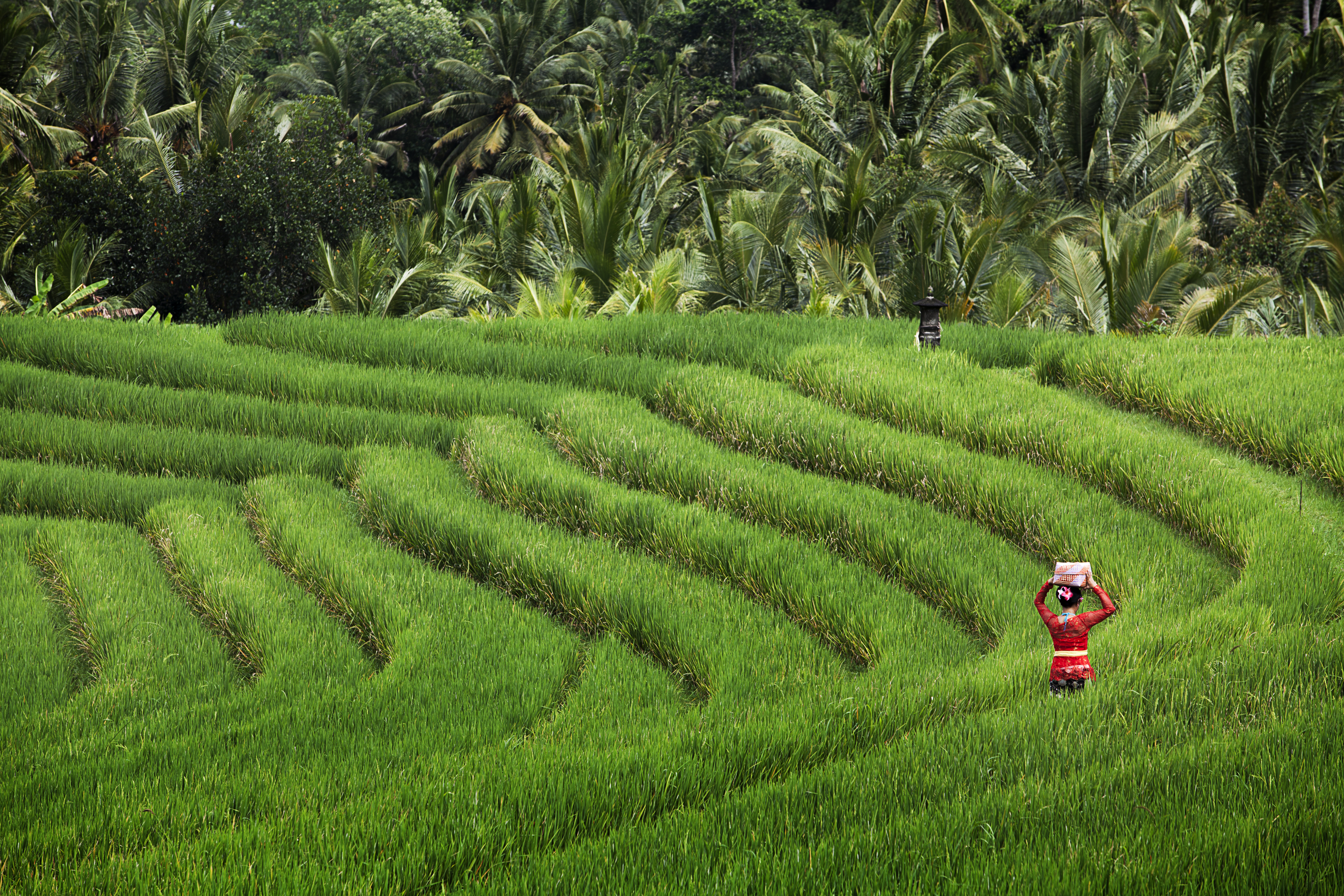 Traditionel balinesisk kvinde på grønne rismarker i Ubud, Bali