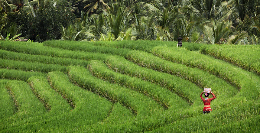 Traditionel balinesisk kvinde på grønne rismarker i Ubud, Bali
