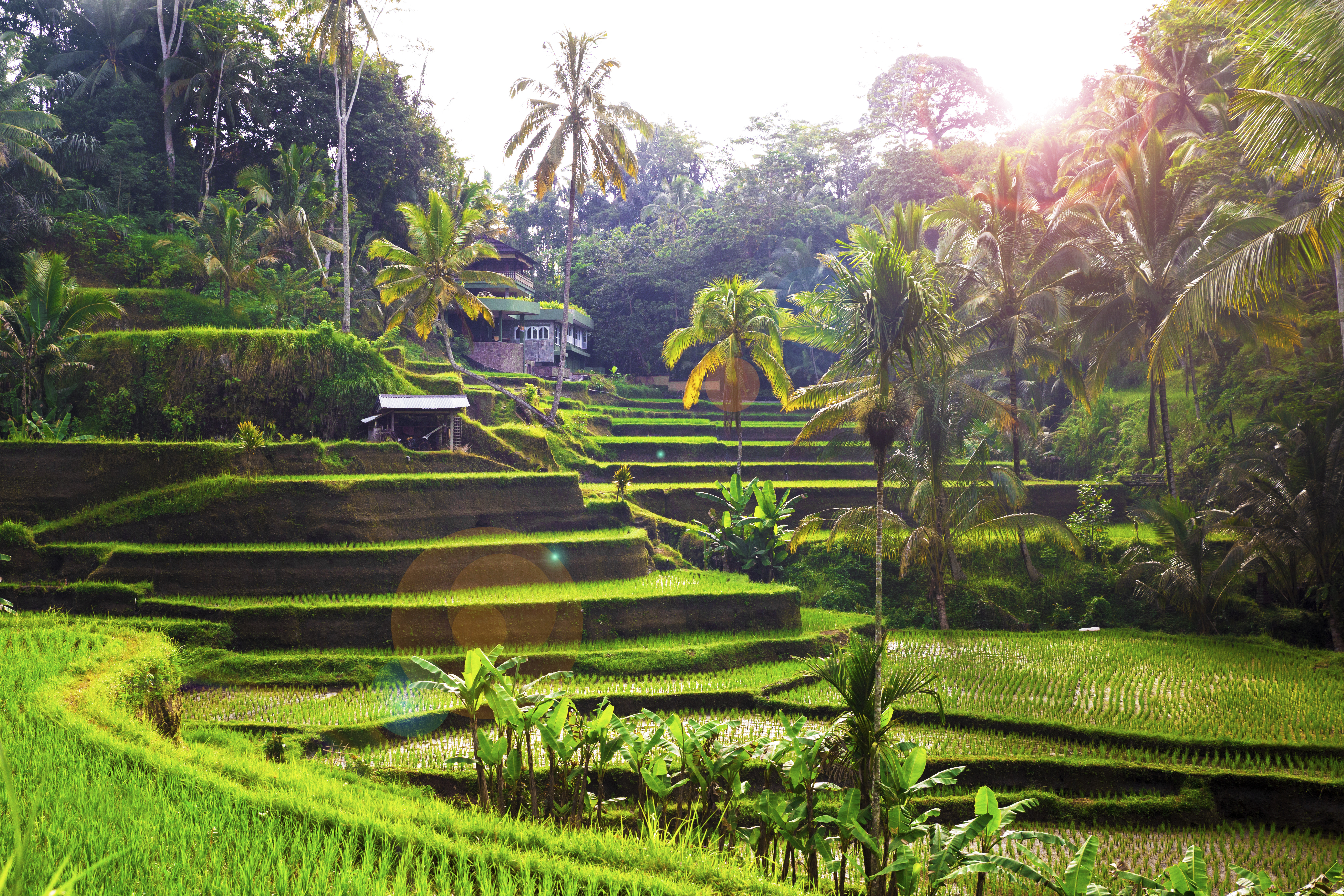 Fascinerende terrasserede rismarker ved Tegalalang nær Ubud i det første morgenlys, et must-see naturfænomen på enhver Bali-rejse