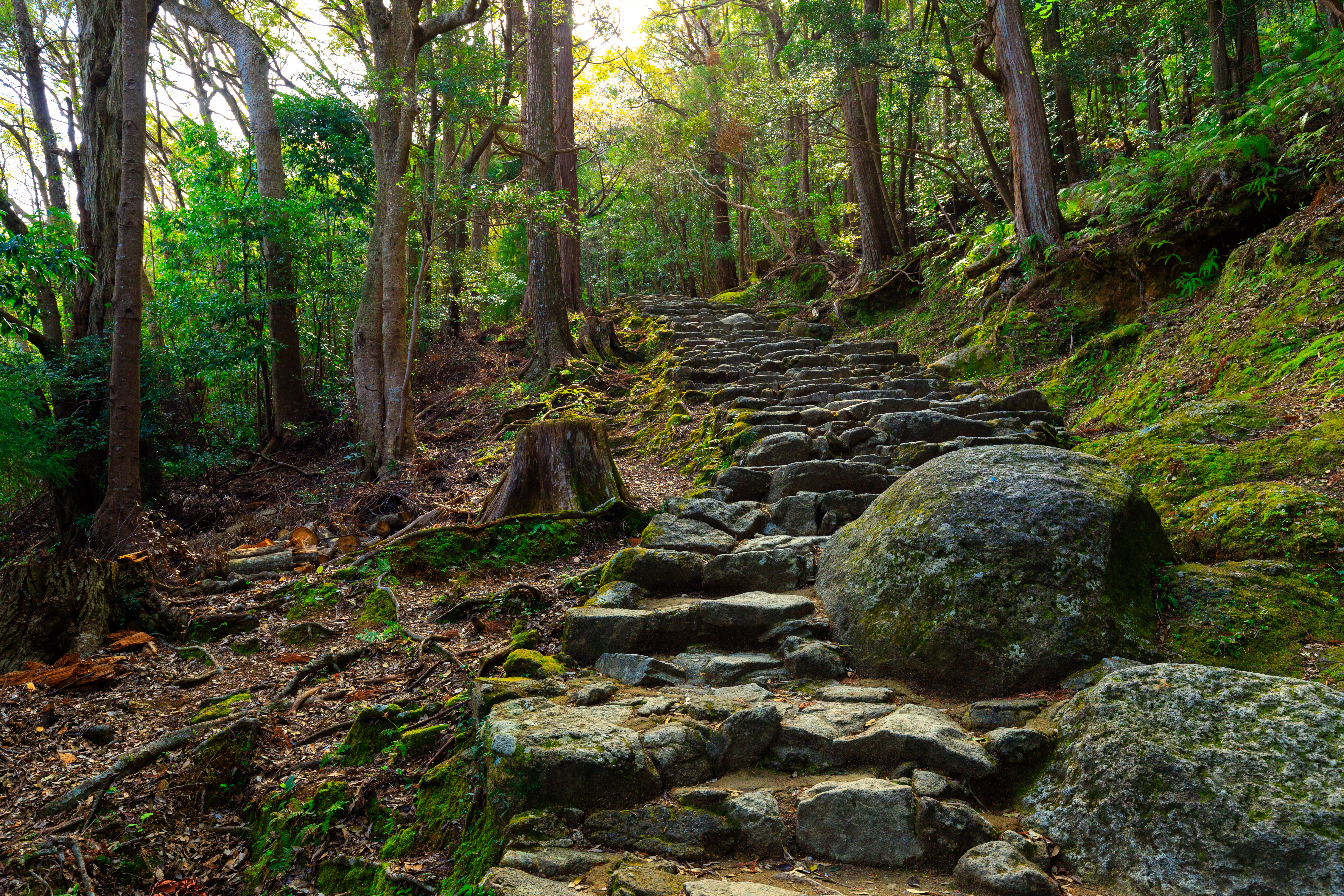 UNESCO pilgrimsrute gennem tæt skov på Kumano Kodo i Wakayama, Japan
