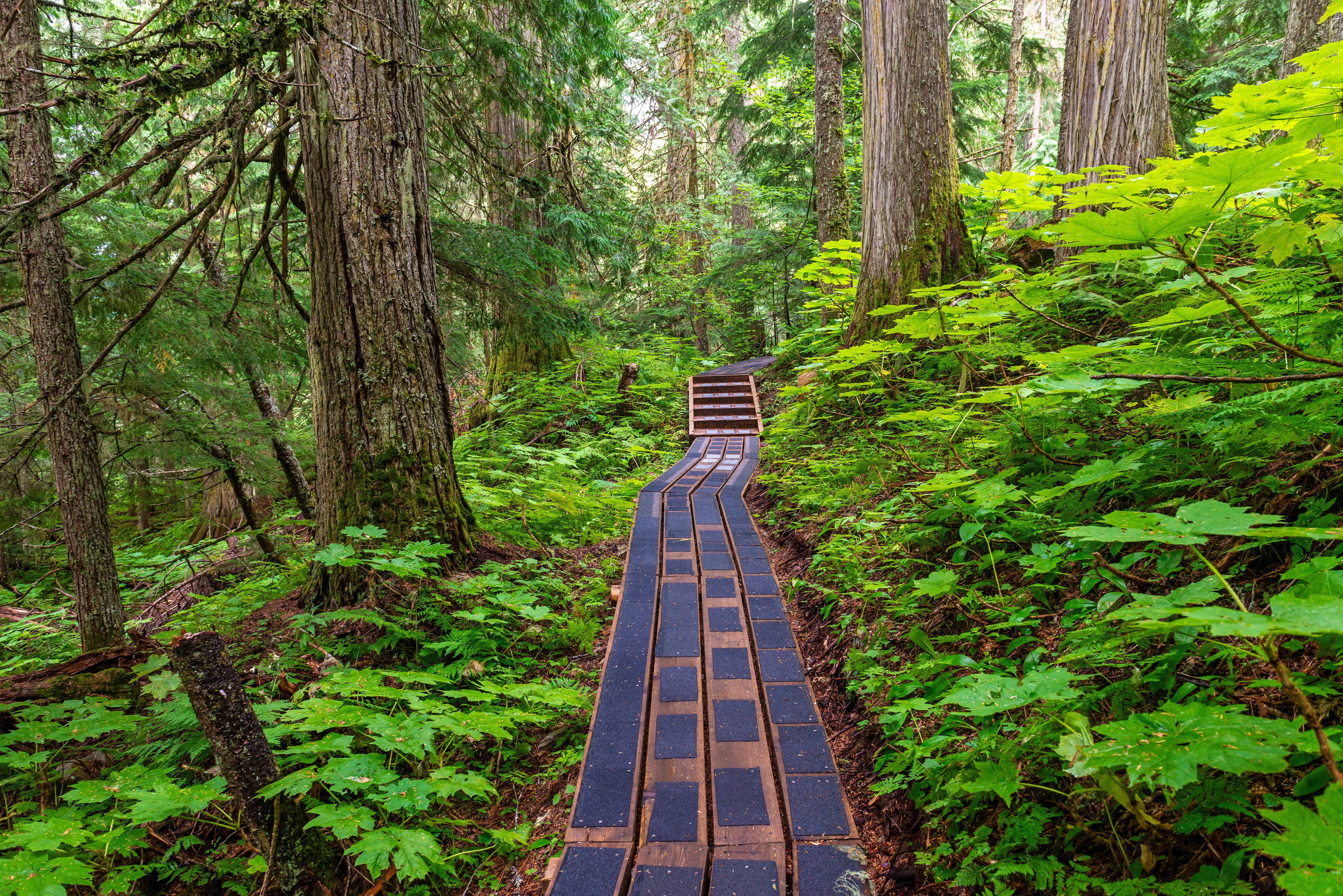 Idyllisk boardwalk-vandrerute gennem Ancient Forest med kæmpe cedertræer i Lheidli T'enneh-folkets hellige skov nær Prince George, Canada