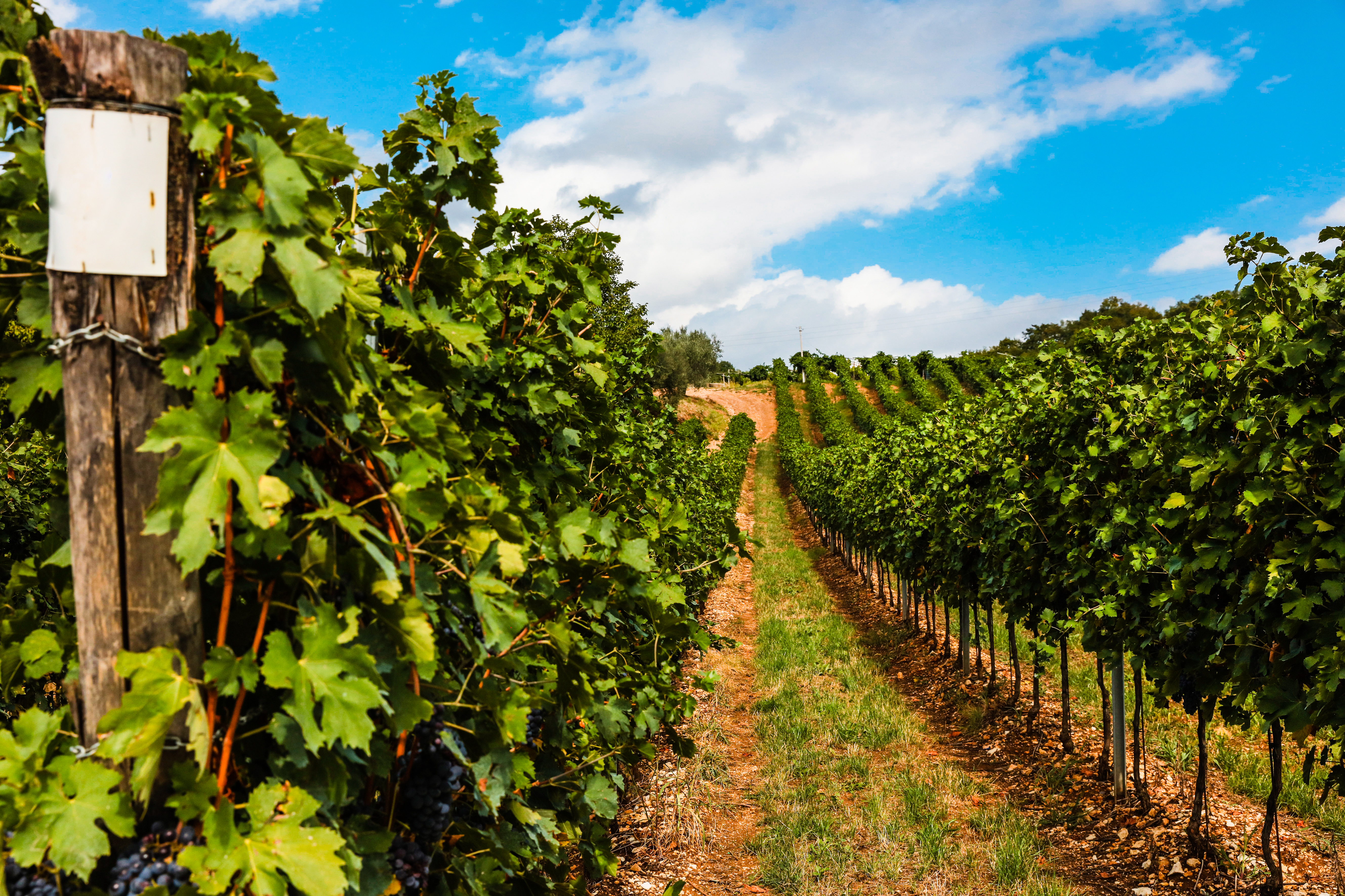 Pittoreske vinmarker i Valpolicella-regionen med rækker af vinranker og modne Amarone-druer, perfekt for vinelskere på opdagelse i Norditaliens berømte vinområde