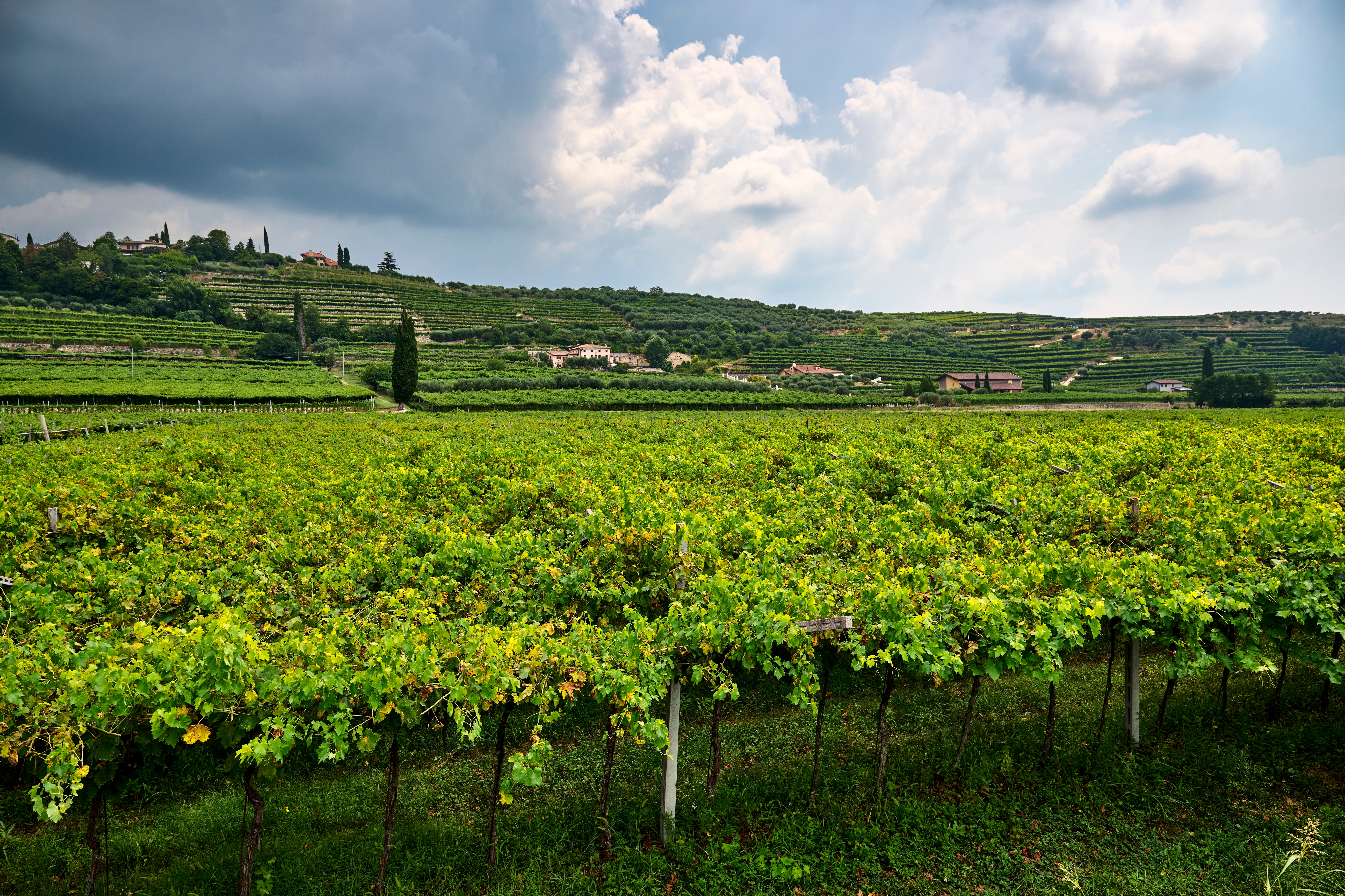 Idyllisk vinlandskab i Valpolicella-regionen nær Verona, Veneto, med grønne vinrækker og terrассerede bakker