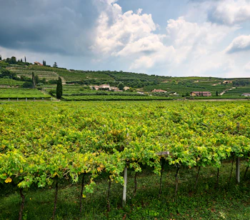 Idyllisk vinlandskab i Valpolicella-regionen nær Verona, Veneto, med grønne vinrækker og terrассerede bakker