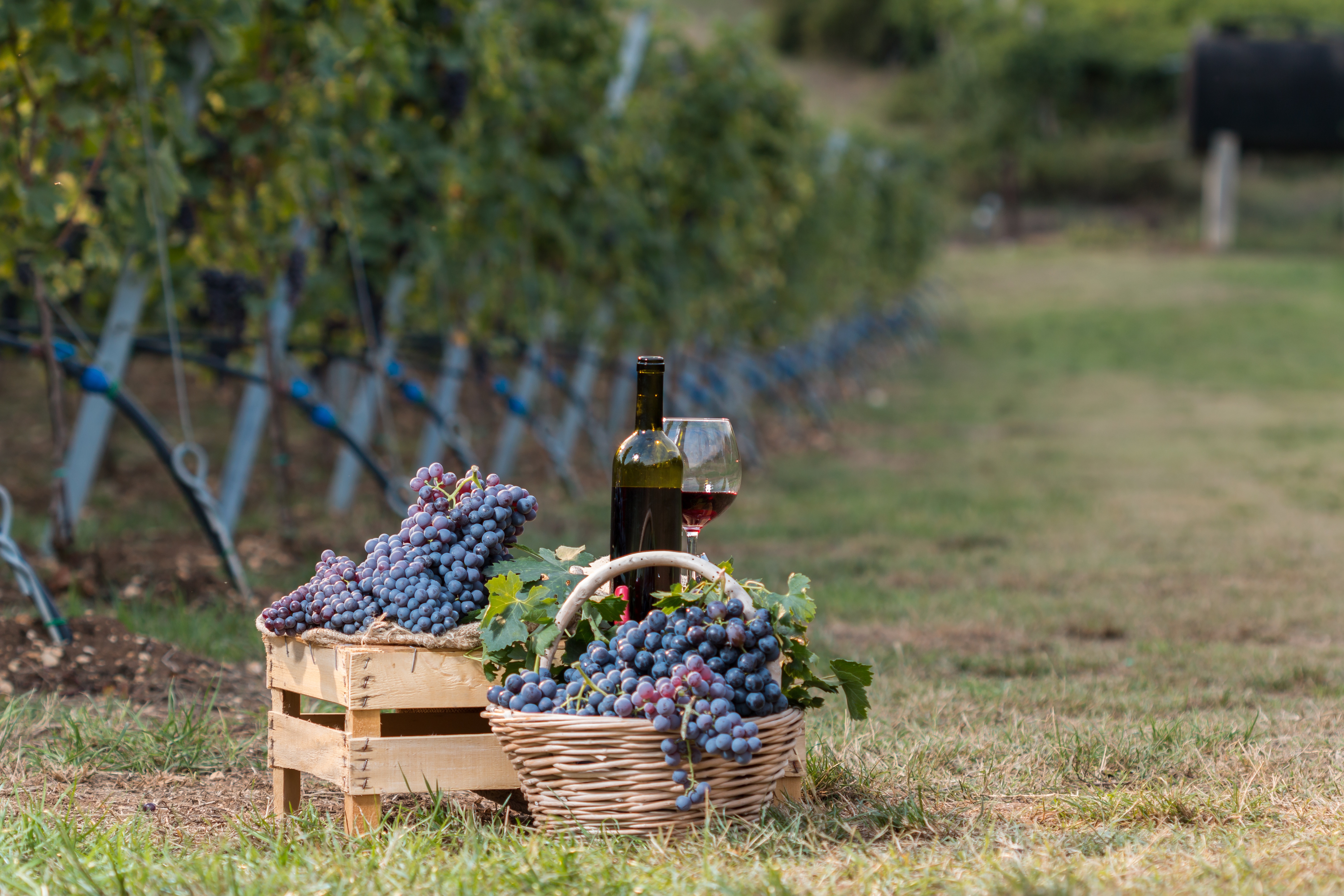 Valpolicella vintur med drueklaser i kurve og rødvinsglas