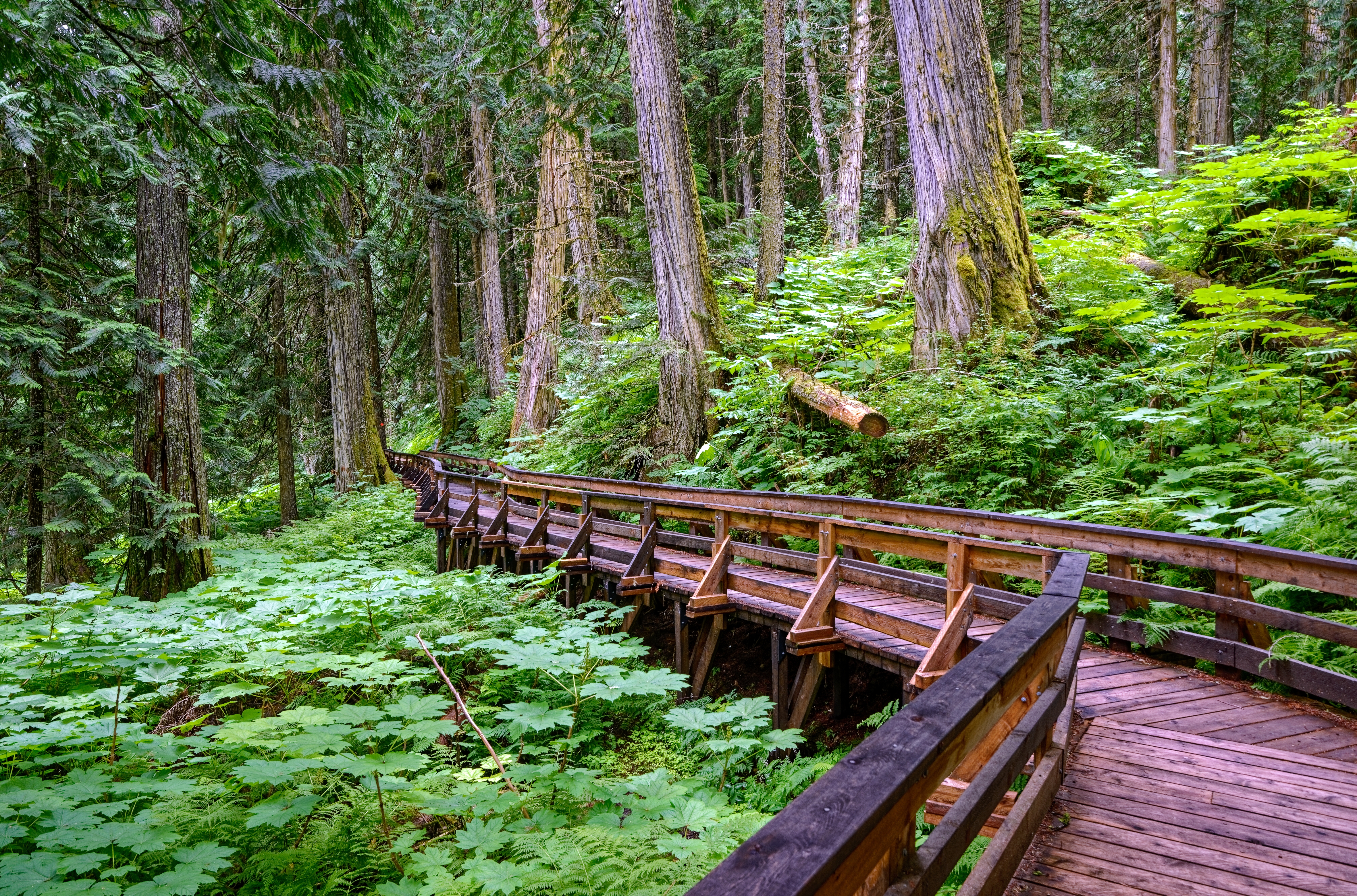 Natursti af træ gennem gammel tæt skov i British Columbia, Canada