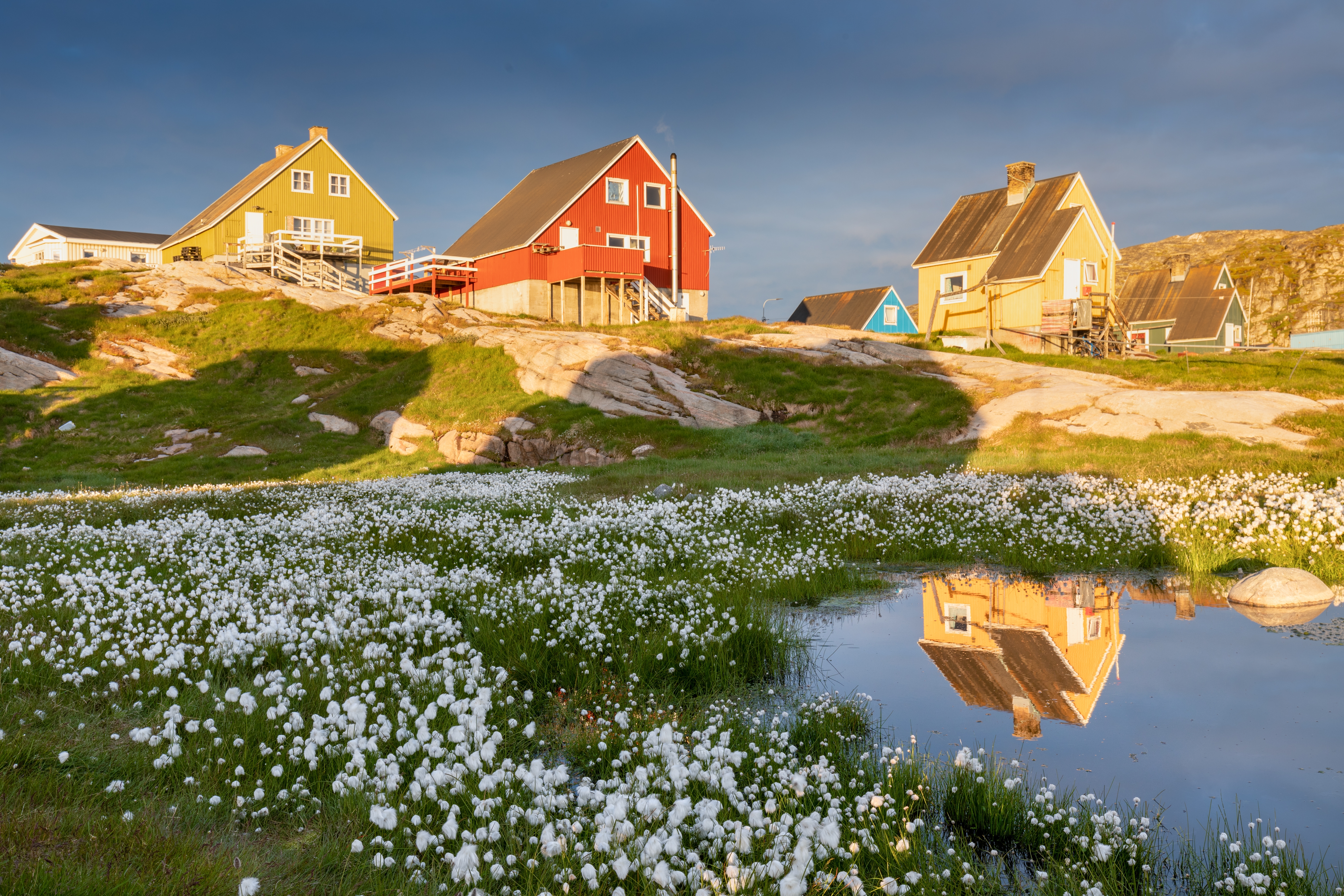 Traditionelle grønlandske huse i Ilulissat med spejlblankt vand og blomstrende vegetation