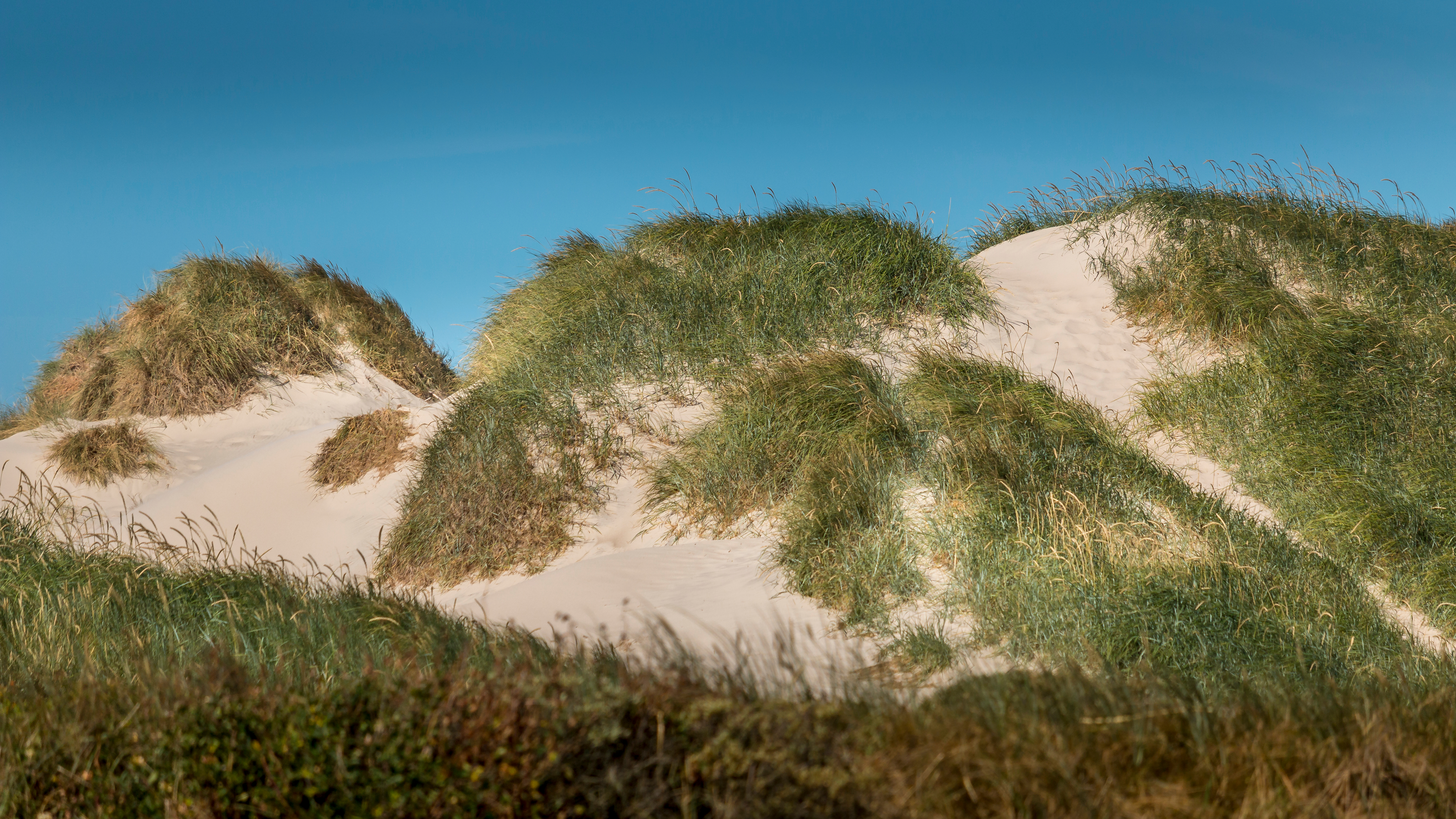 Fredelige klitter med marehalm ved Danmarks vestkyst nær Nymindegab strand