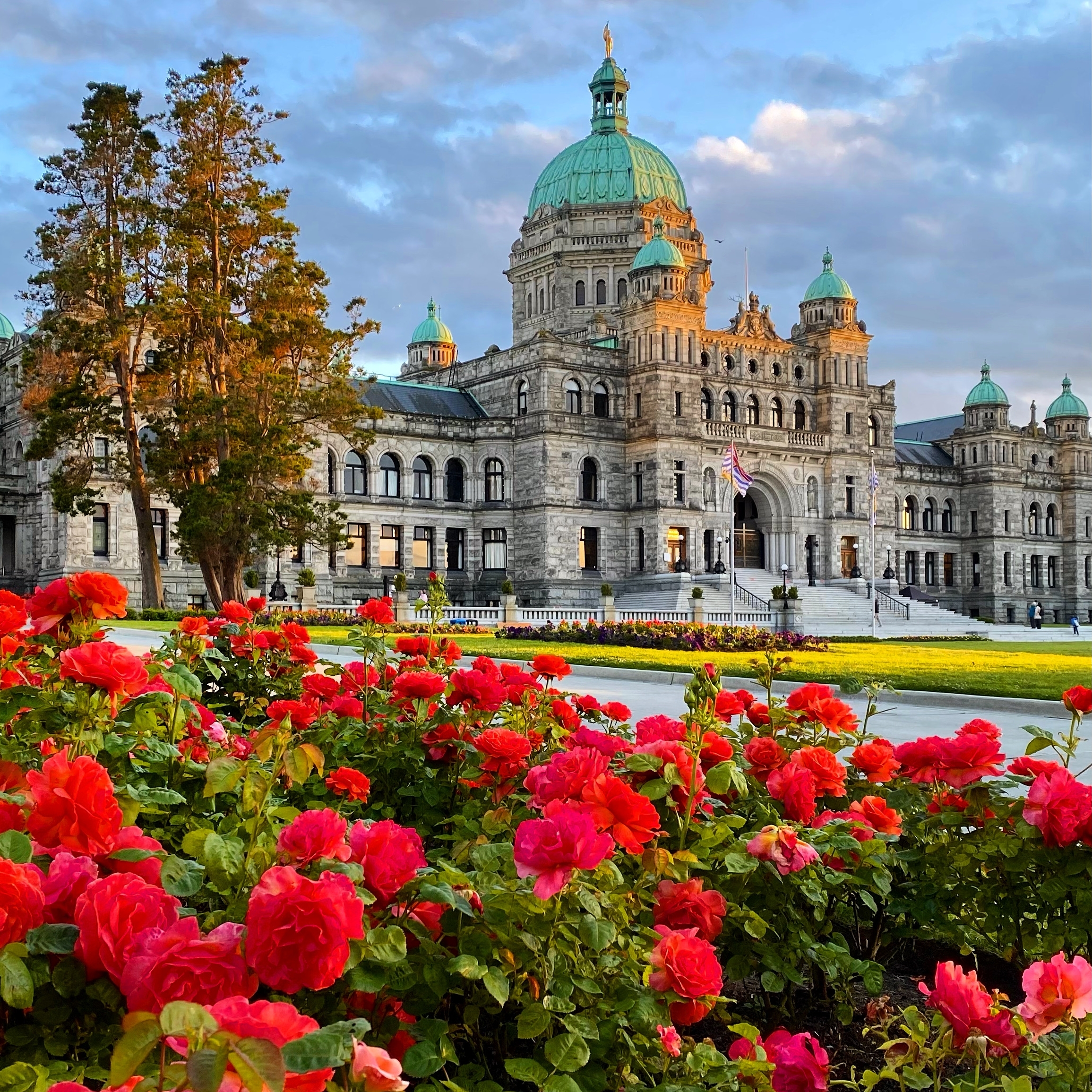 Ikonisk parlamentsbygning i Victoria, British Columbia omgivet af smukke blomstrende røde roser om sommeren