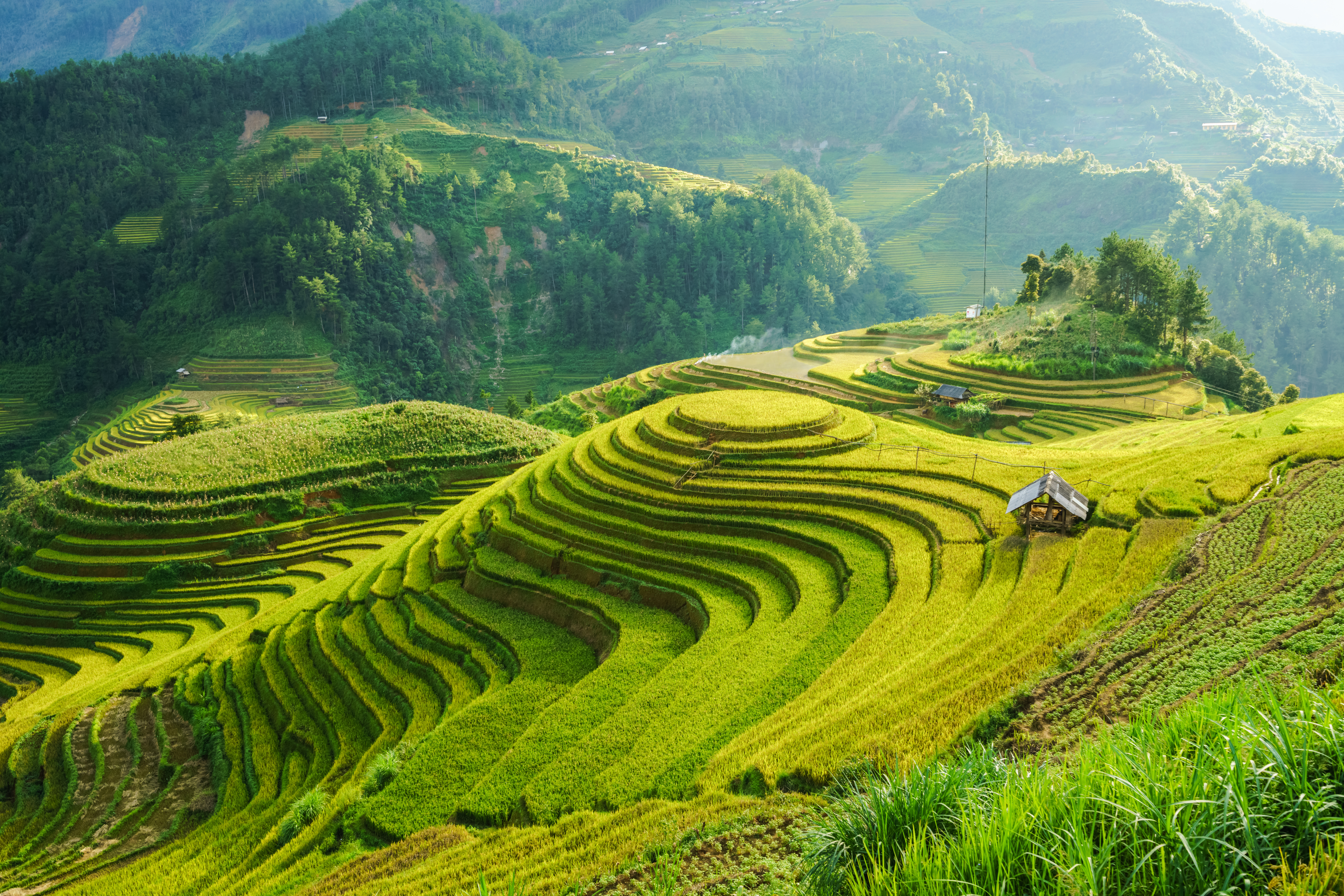 Betagende udsigt over terrассerede rismarker i Mu Cang Chai, Nordvietnam, med frodige grønne marker i spektakulært bjerglandskab