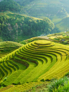 Betagende udsigt over terrассerede rismarker i Mu Cang Chai, Nordvietnam, med frodige grønne marker i spektakulært bjerglandskab