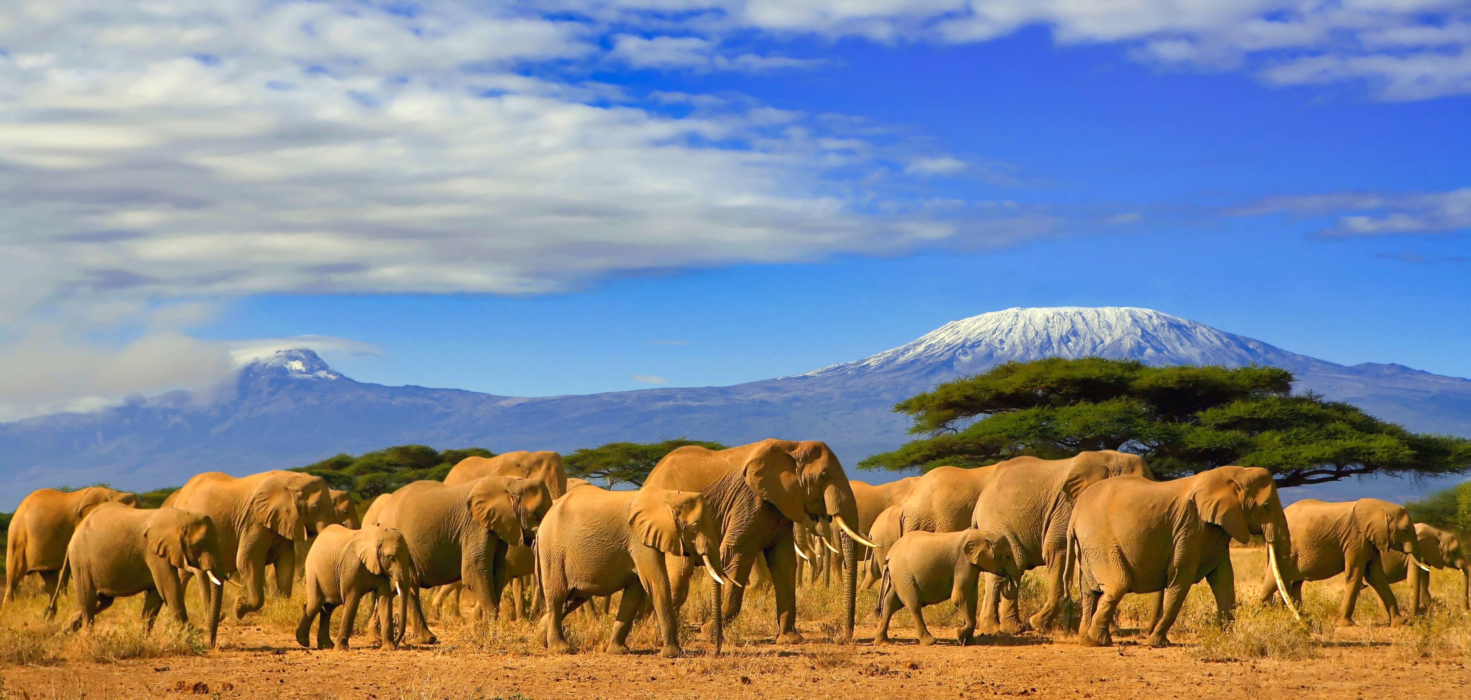Vilde elefanter græsser i den gyldenbrune savanne med det majestætiske Mount Kilimanjaro i horisonten